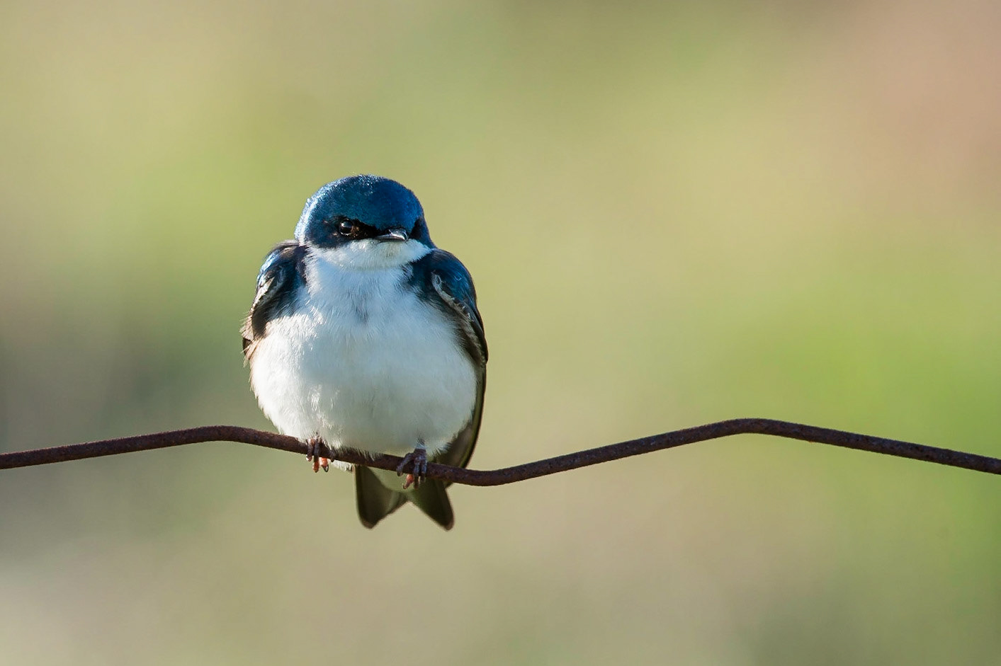 Tree Swallow, male (Tachycineta bicolor) perching on a fence wire with a soft background