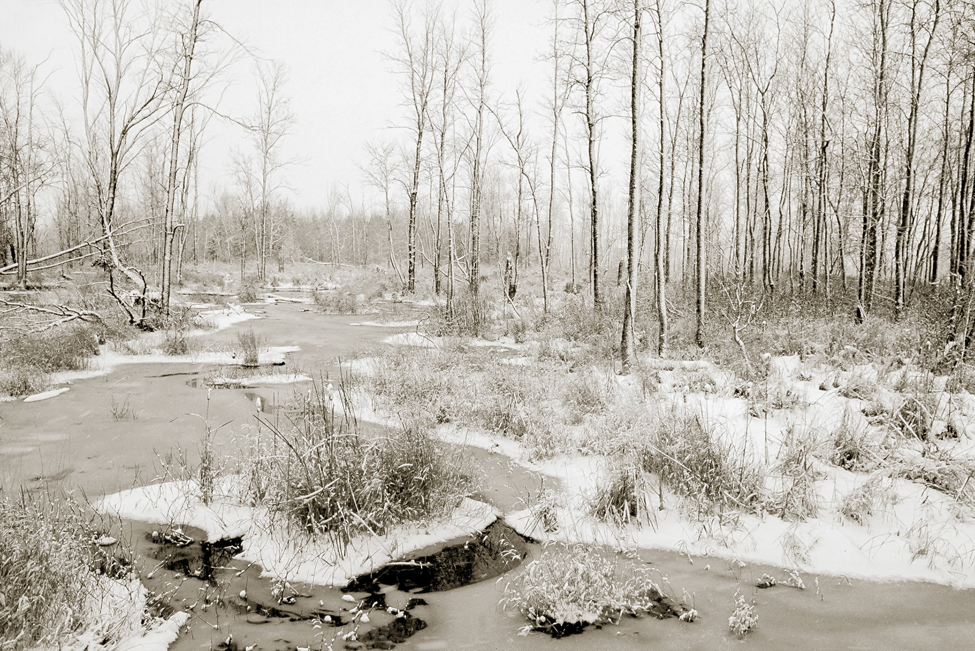 A landscape of snow covered trees and an ice covered Albemarle Creek on the Bruce Peninsula, Niagara Escarpment, a UNESCO World Biosphere Reserve
