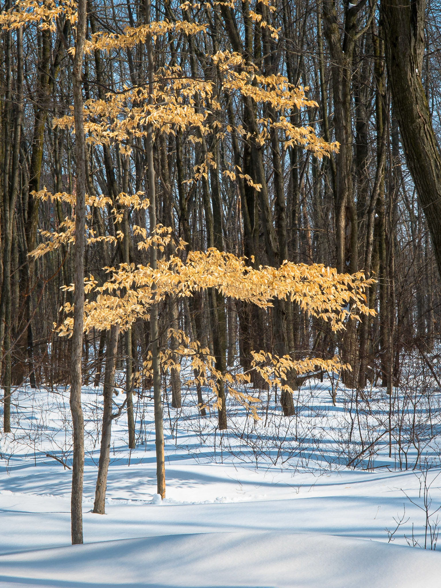 Beech Leaves, Winter