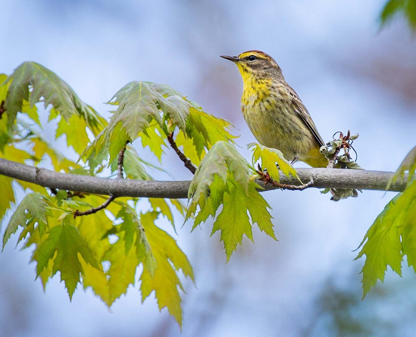 Palm Warbler (Setophaga palmarum)