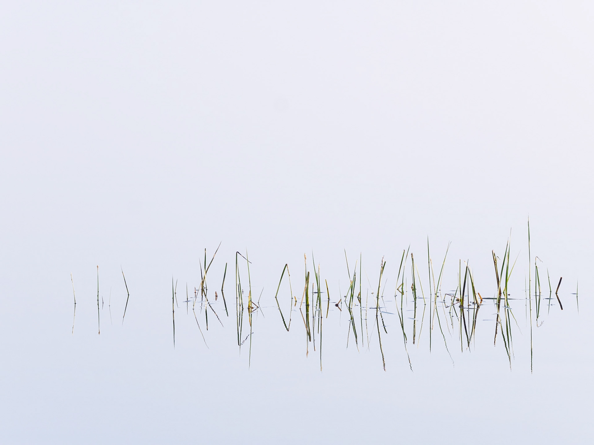 A line of marsh grasses and their reflections are suspended in the blank light blue of a perfectly calm, still lake.
