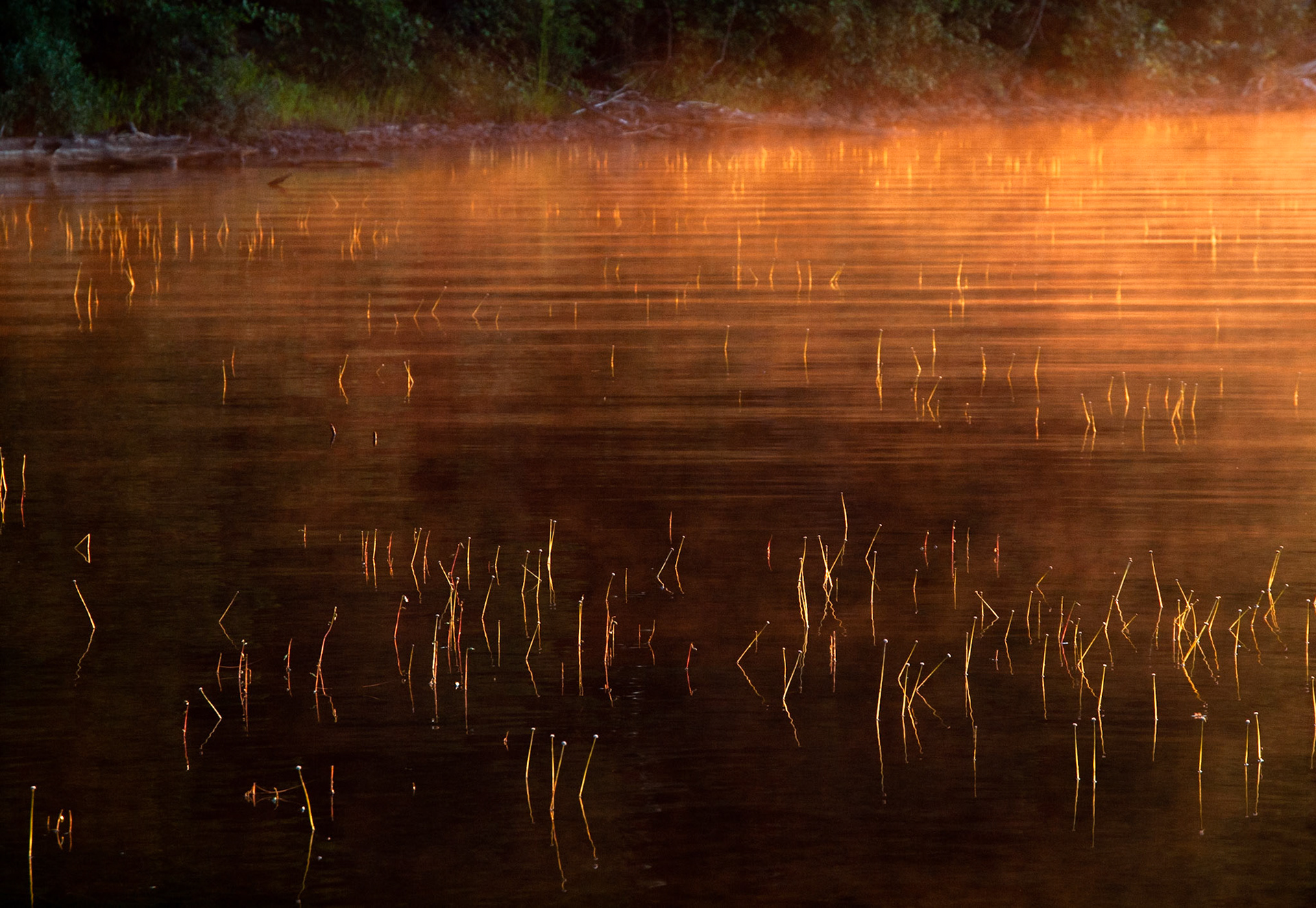 Scouring Rush and Mist, Sunrise, Algonquin Provincial Park