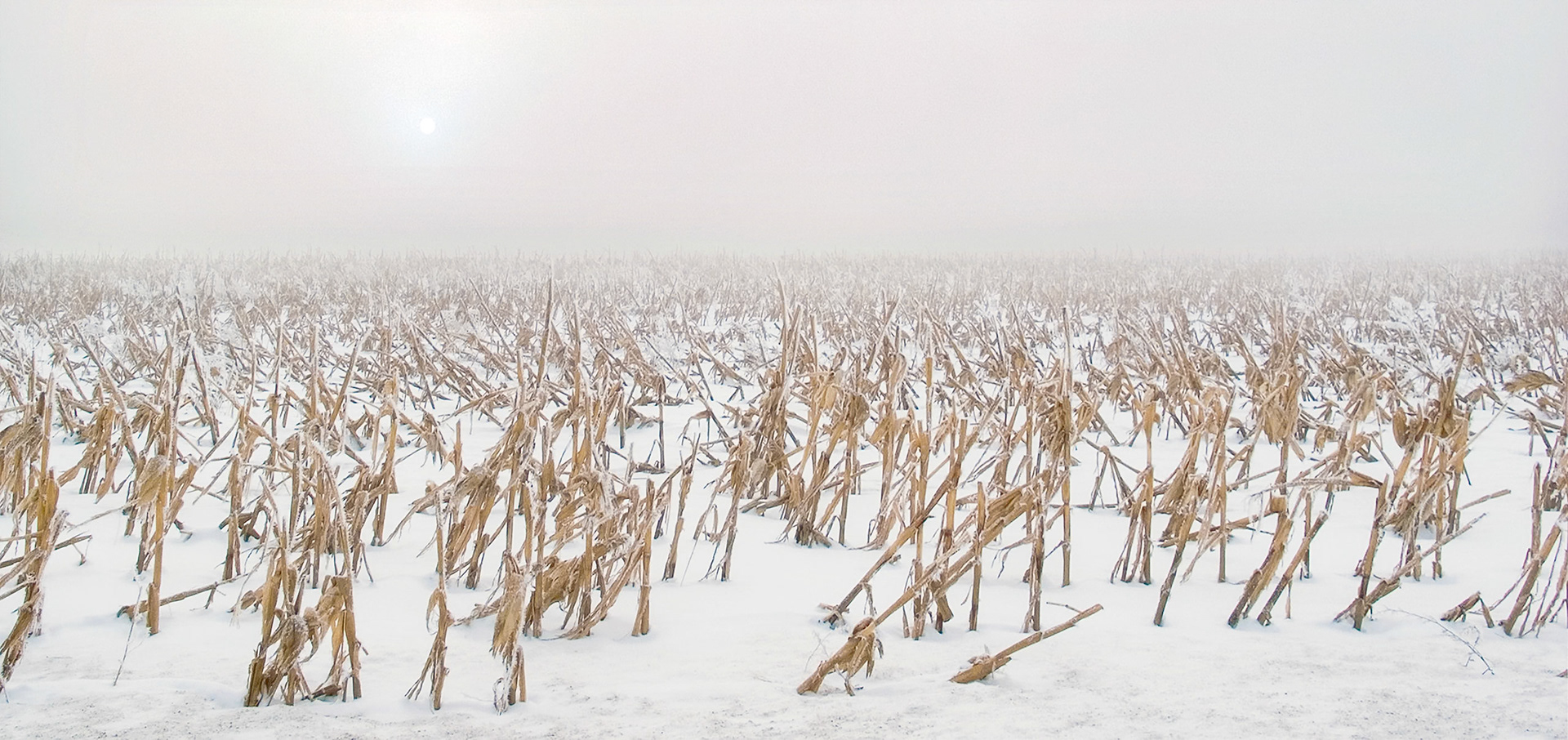Hoar frost coats the dried stalks of corn in a vast snow-covered field of corn beneath a white cloudy sky and weak sun.