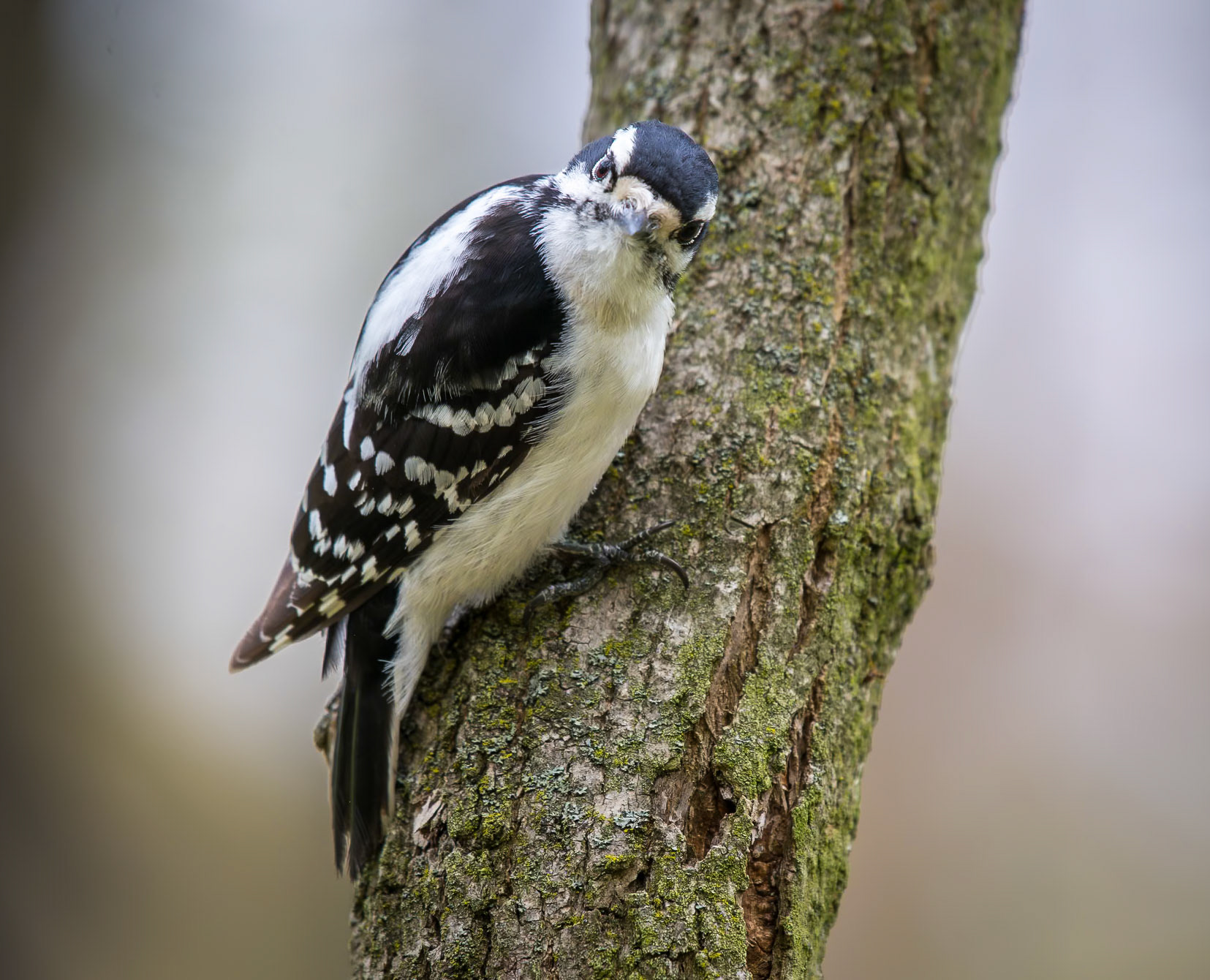 Downy Woodpecker, male (Picoides pubescens)