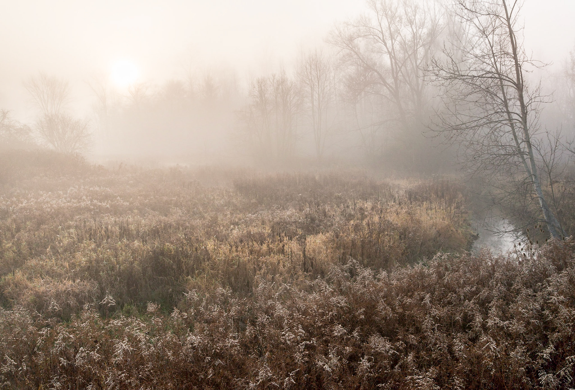Sun and Fog, Ellis Creek, Ontario