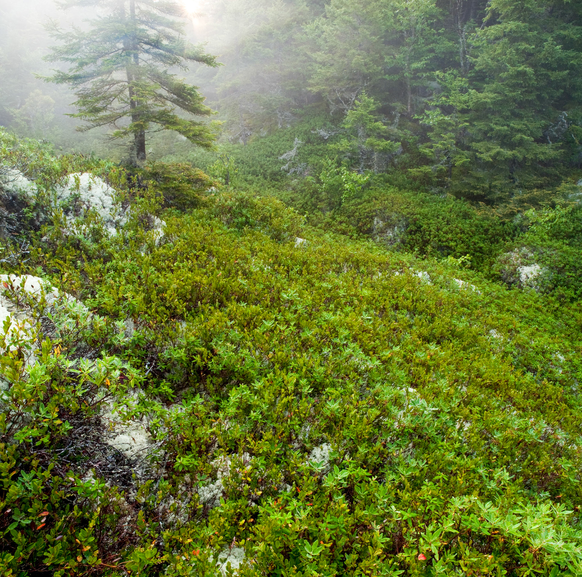 Groundcover and Acadian Forest, Kinnie Brook Trail, Fundy National Park, New Brunswick