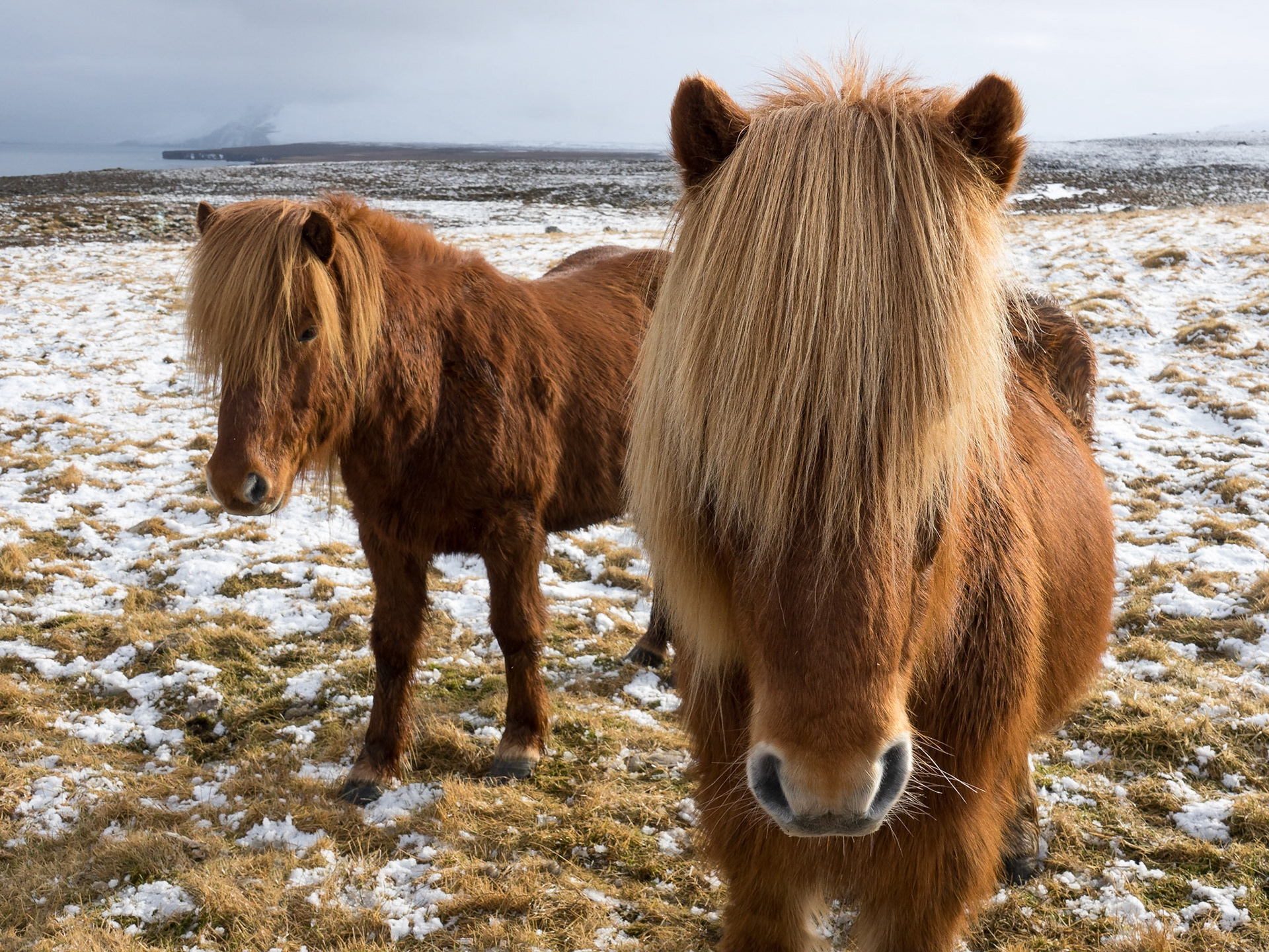 Icelandic Horses, Selvík, Skaginn Peninsula, Iceland
