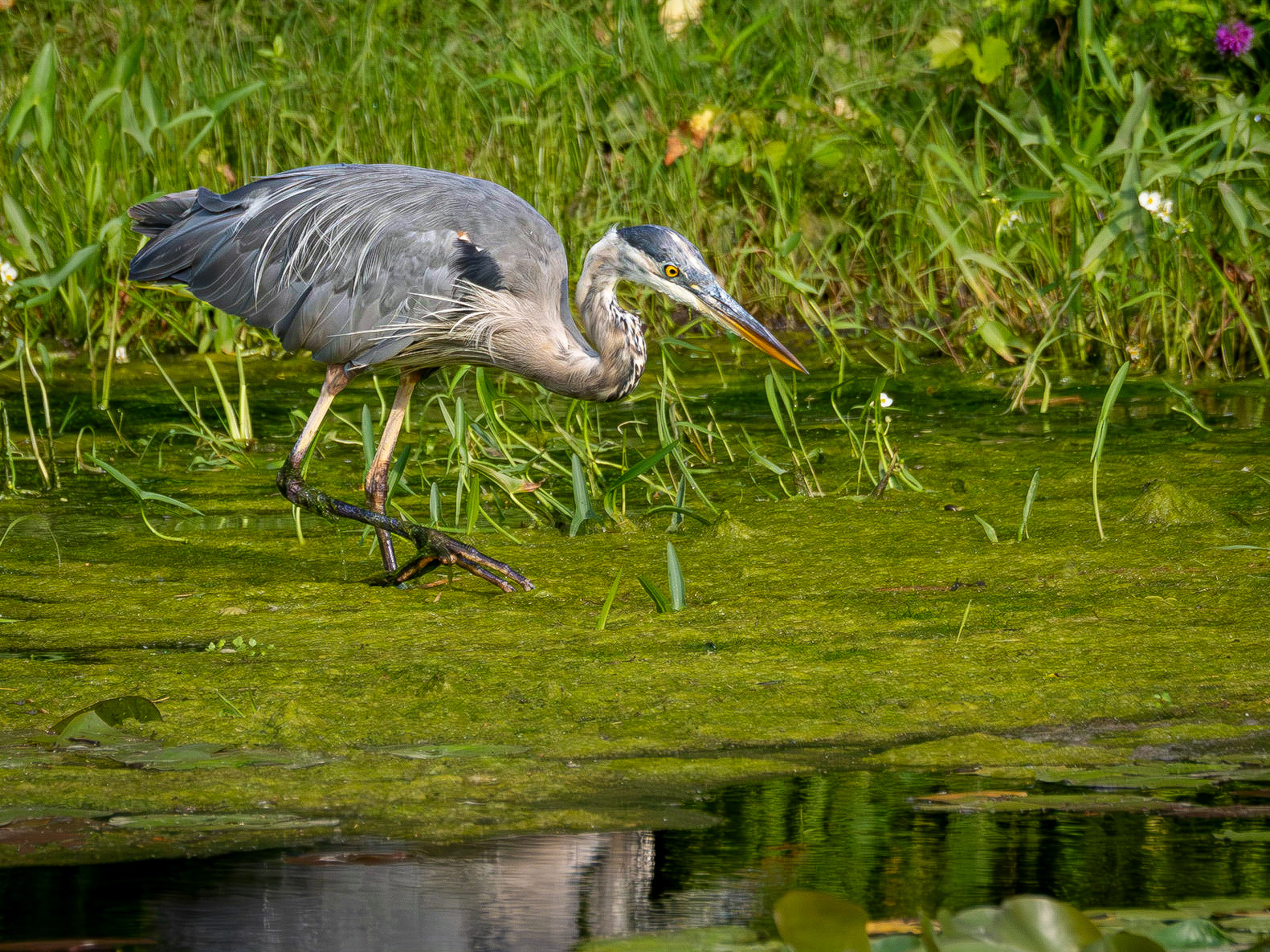 Great Blue Heron stalking