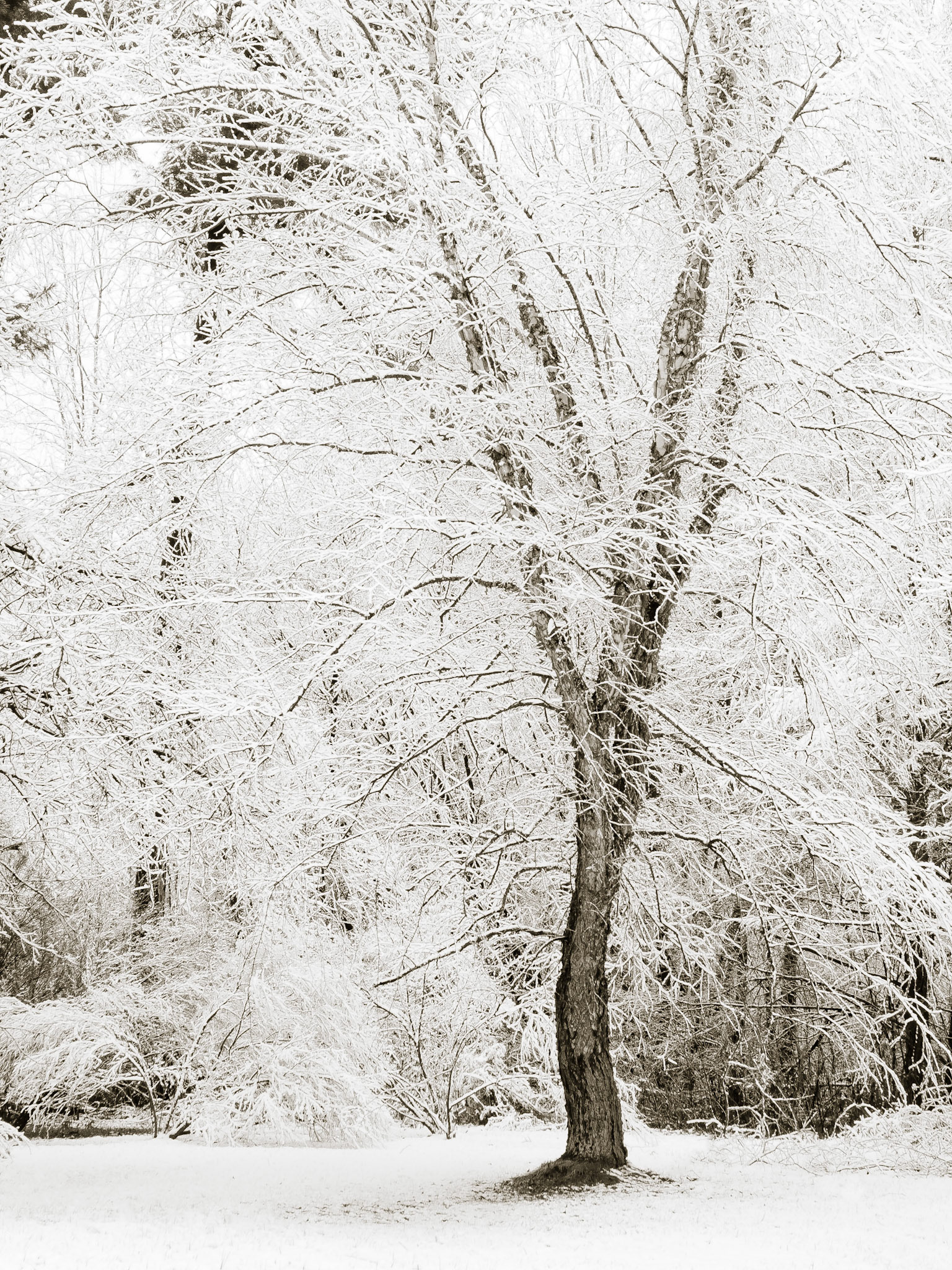 Winter Whites