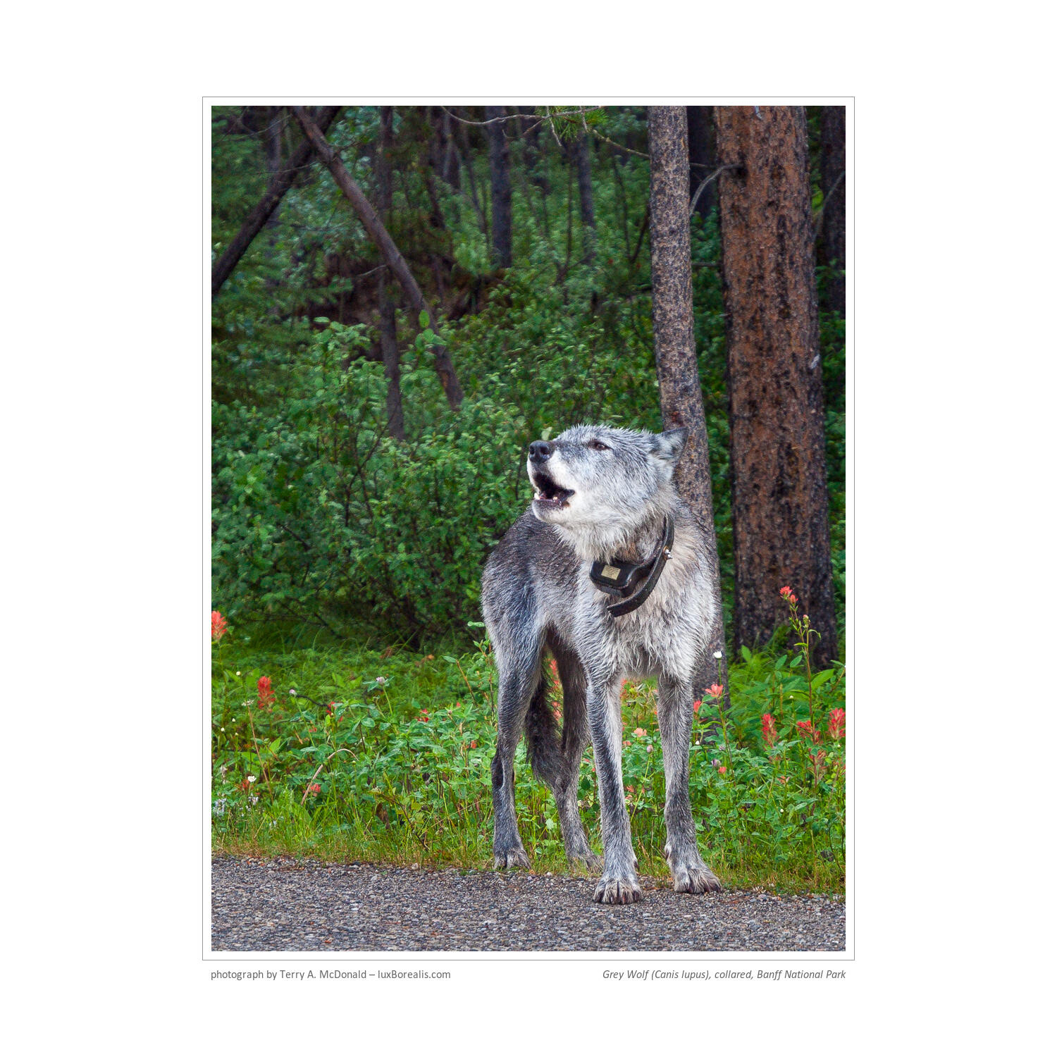 7:59am, Grey Wolf (Canis lupus), collared, Banff National Park, Canada