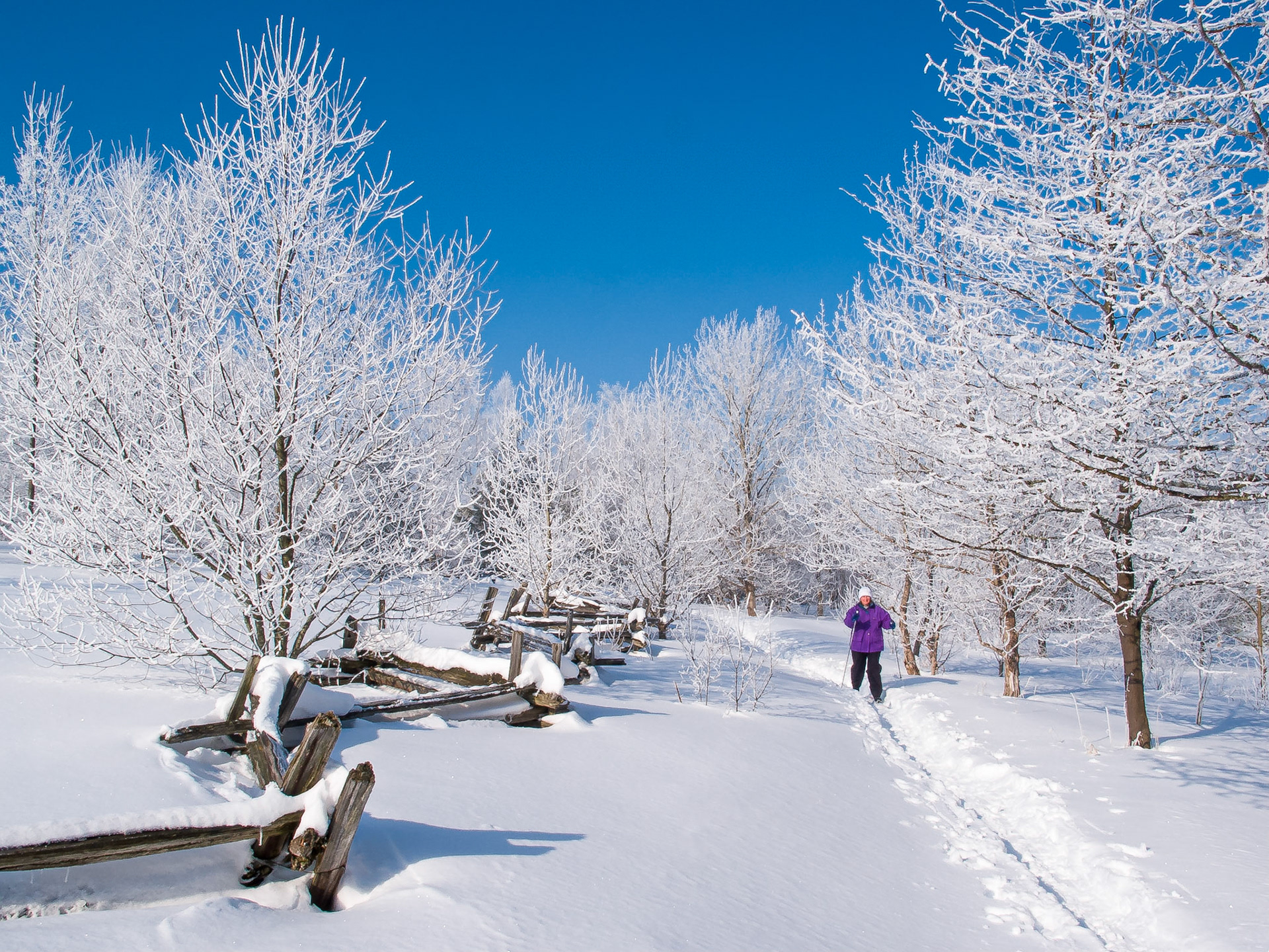 Nordic Skiing through Hoar Frost