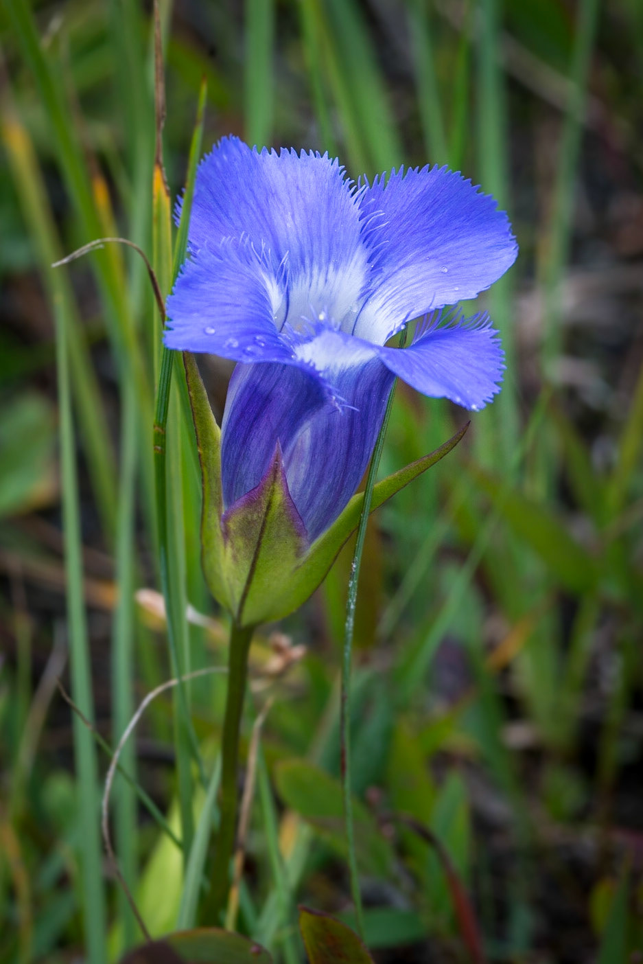 Blue Gentian