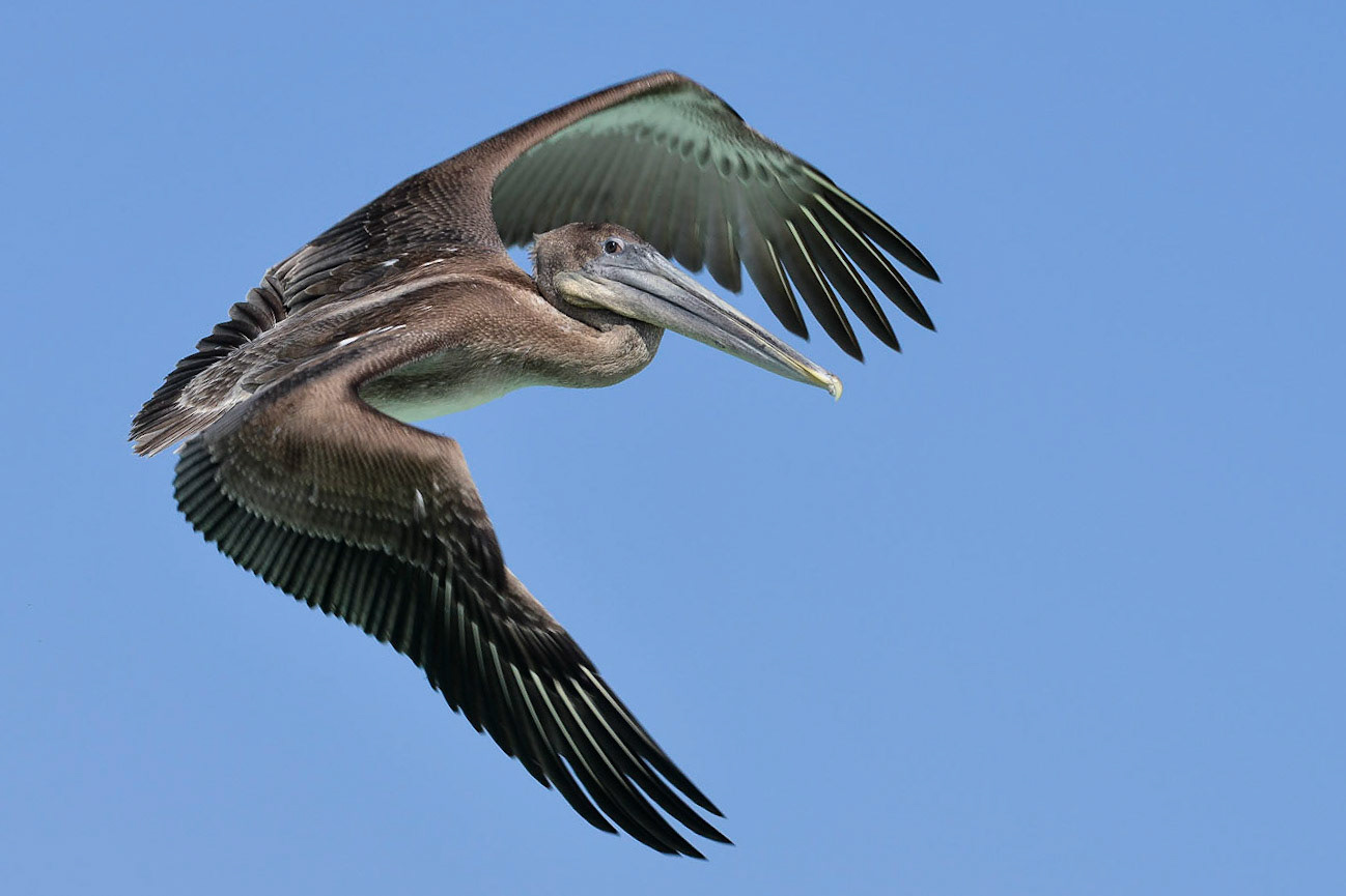 Brown Pelican V (Pelecanus occidentalis urinator - Endemic subspecies), Playa Cerro Brujo, Isla San Cristóbal, Galápagos Islands, Ecuador