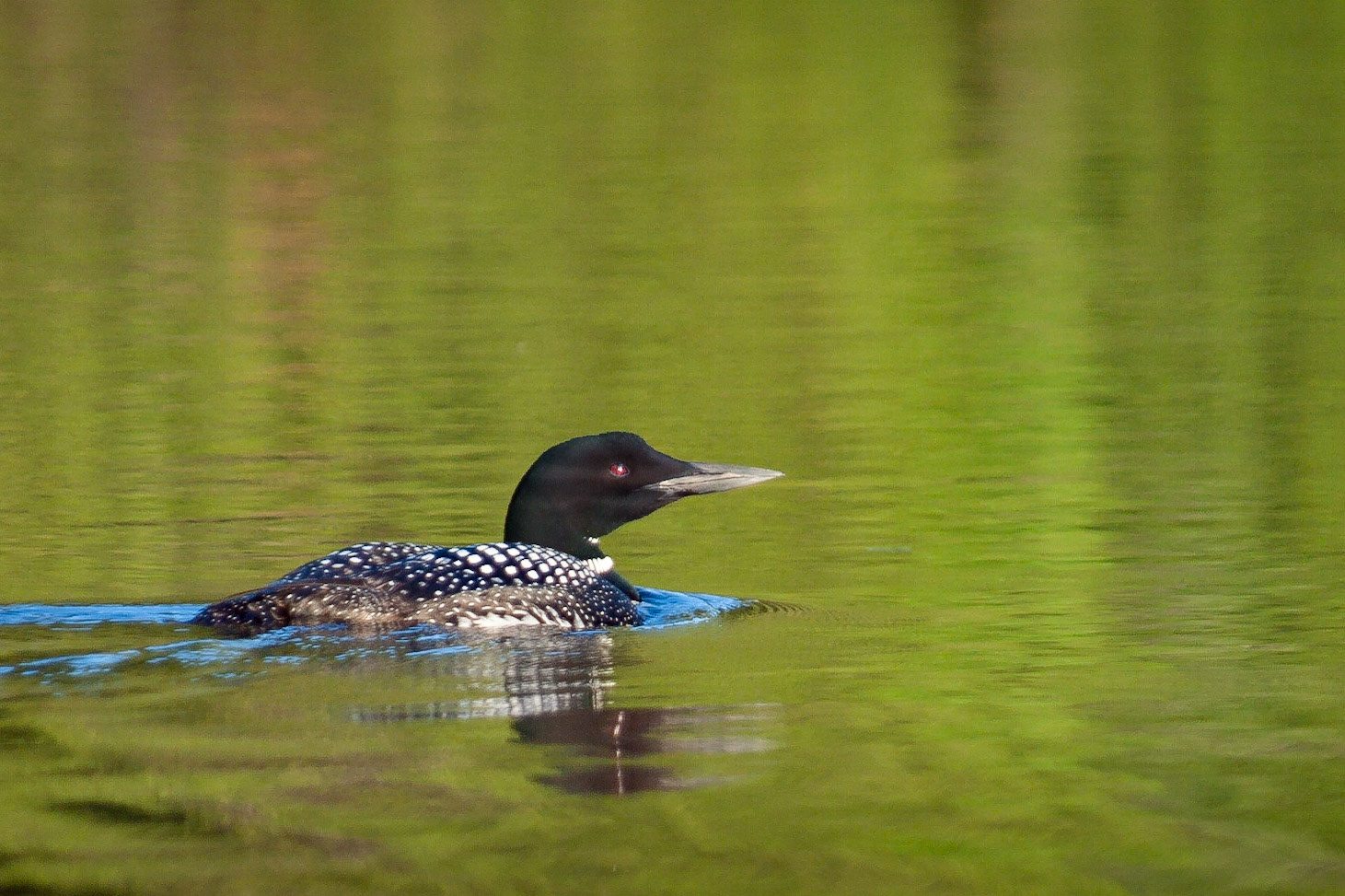 Loon, Evening, Algonquin Provincial Park