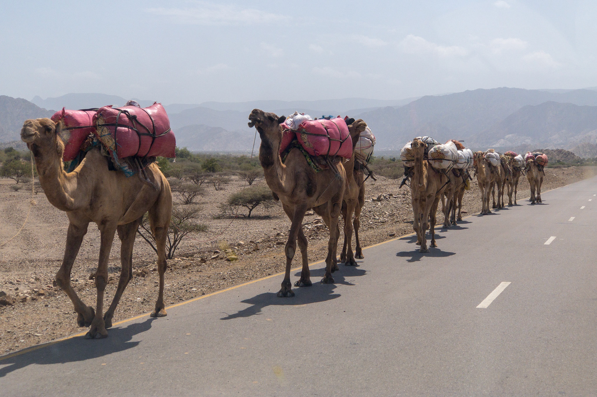 A line of camels walks along a paved road in Ehiopia's Danakil Depression, the hottest, driest, most inhospitable place on Earth.