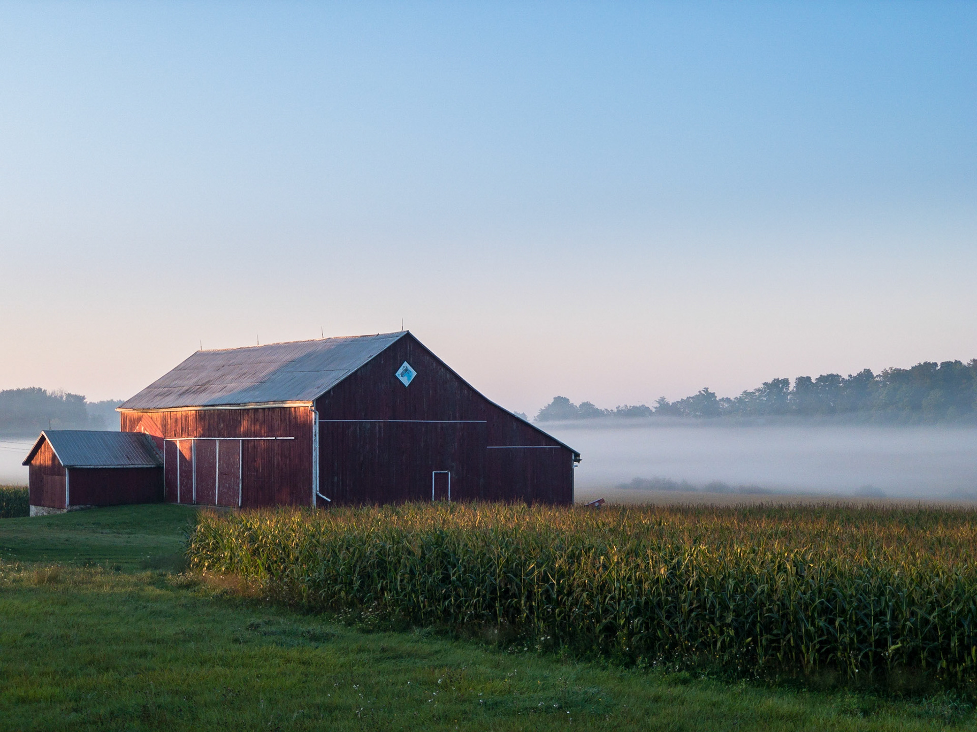 Corn and Barn, Dawn, Wellington County, Ontario