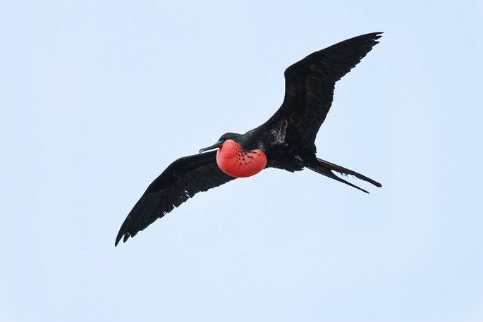 Magnificent Frigatebird (Frigata magnificens), Isla San Cristóbal, Galápagos Islands, Ecuador