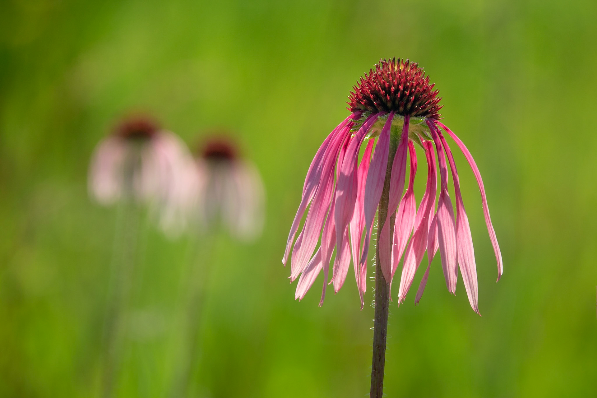 Purple Coneflower - H
