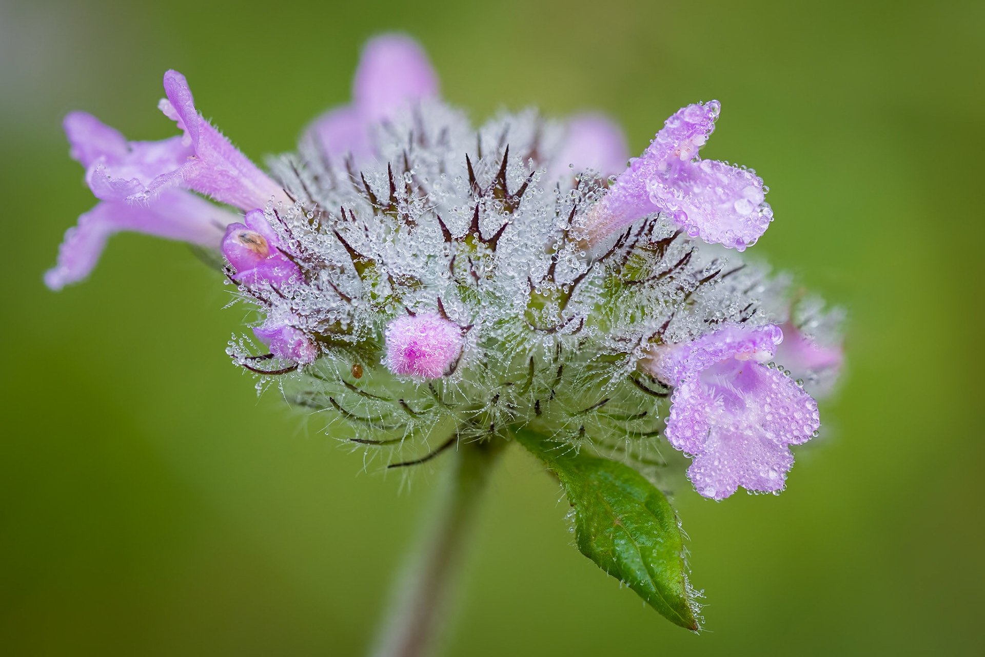 Wild Basil with Dew