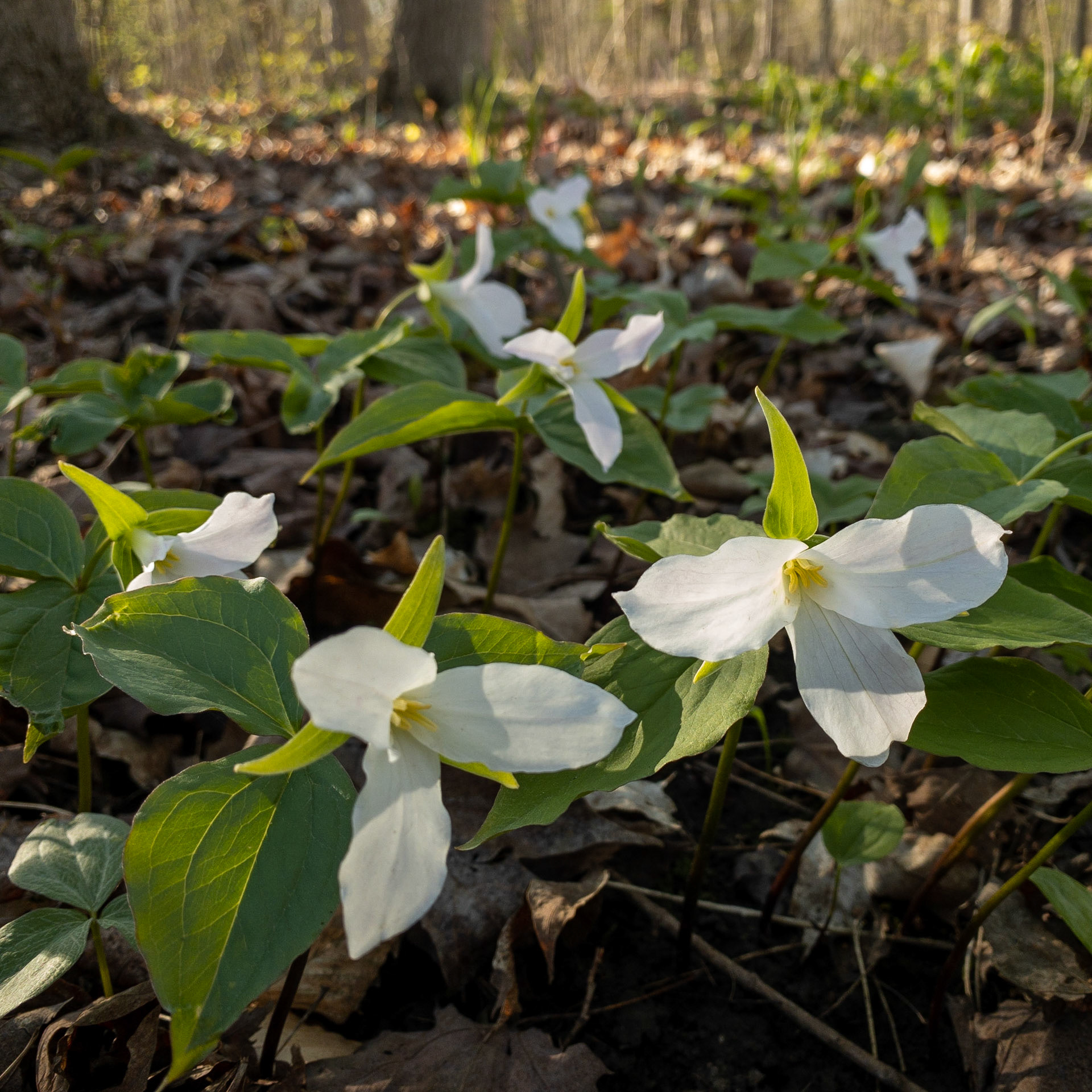 Trillium grandiflora flowers, Arboretum