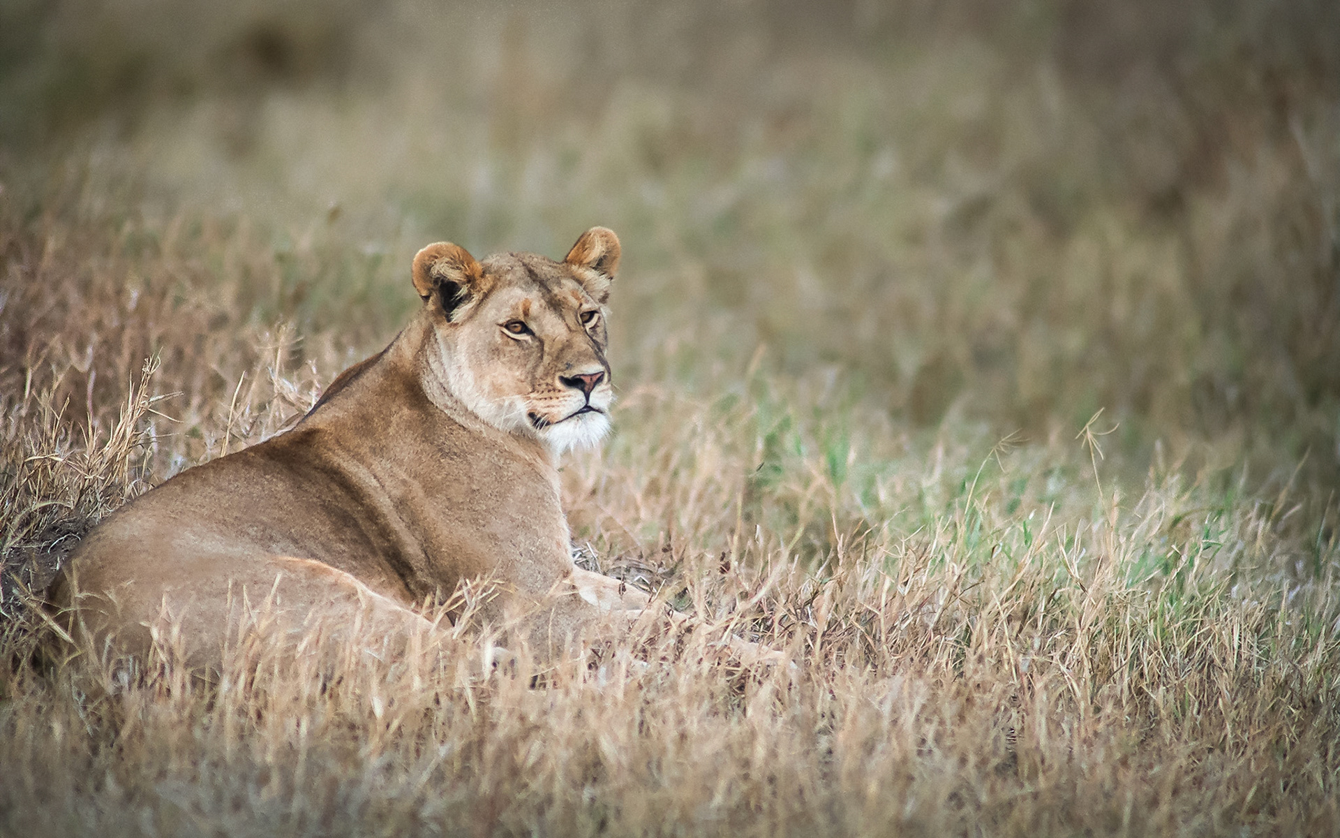 A lioness watching for prey in the grasses of the Serengeti Plains in Tanzania