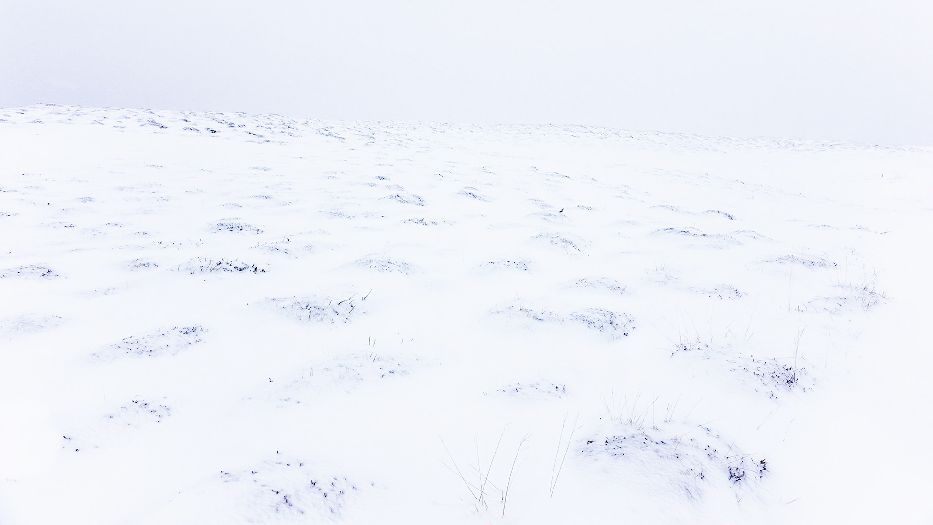 Heath on Hrísey in Snow, Iceland