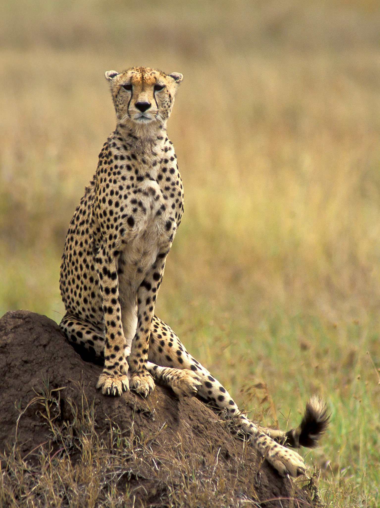 Cheetah sitting atop a termite mound, Serengeti National Park, Tanzania