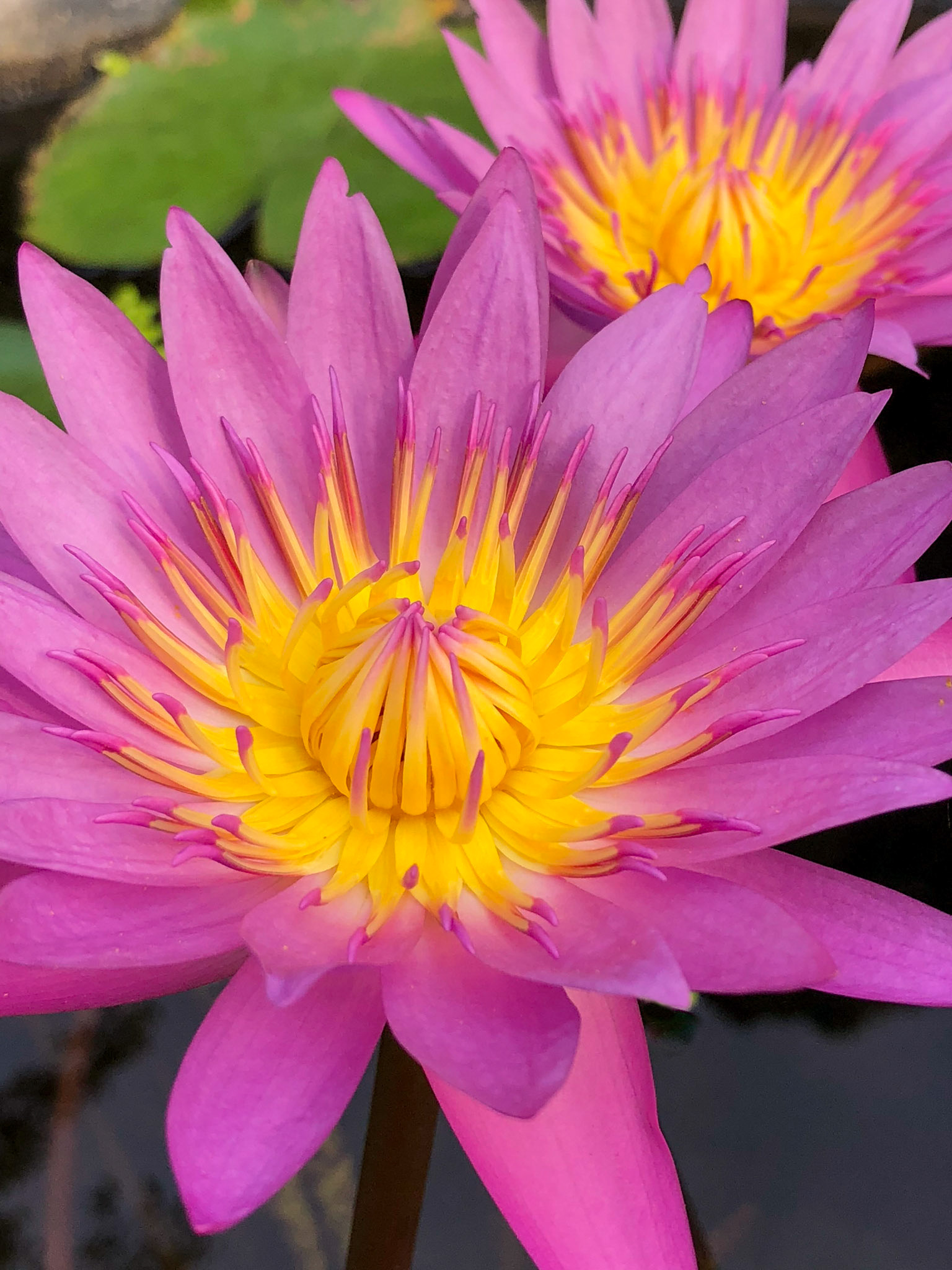 Lotus Flowers, Tràng An, Việt Nam