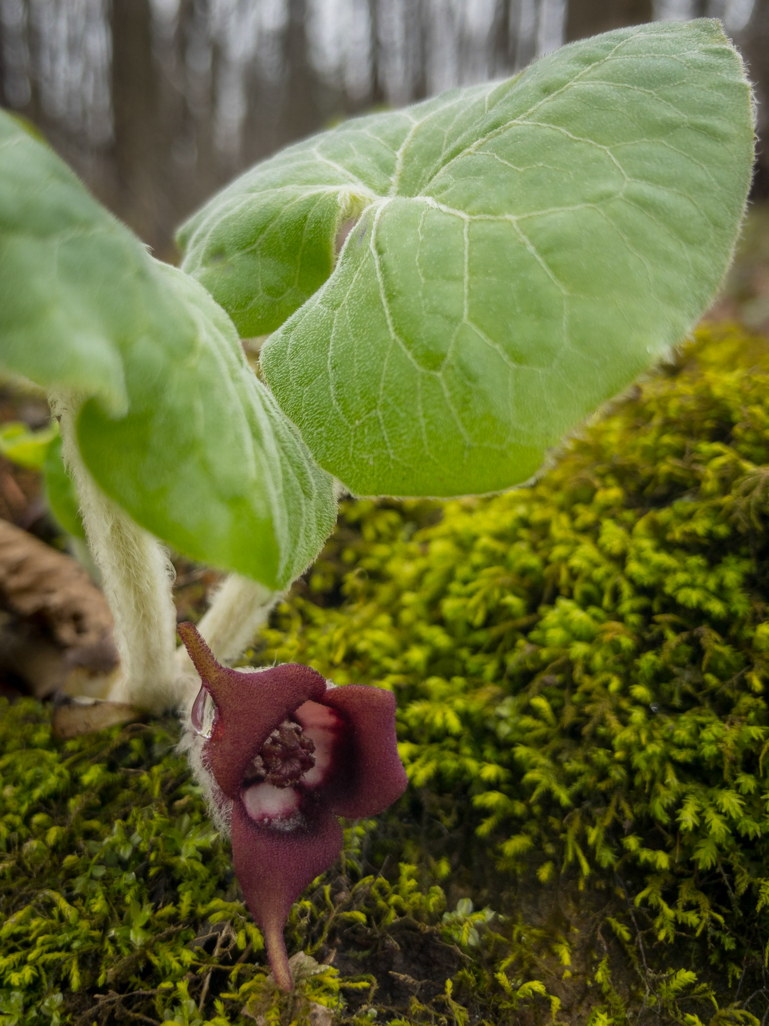 Close-up of a single purple Wild Ginger (Asarun canadense), flower on the floor of a spring hardwood forest