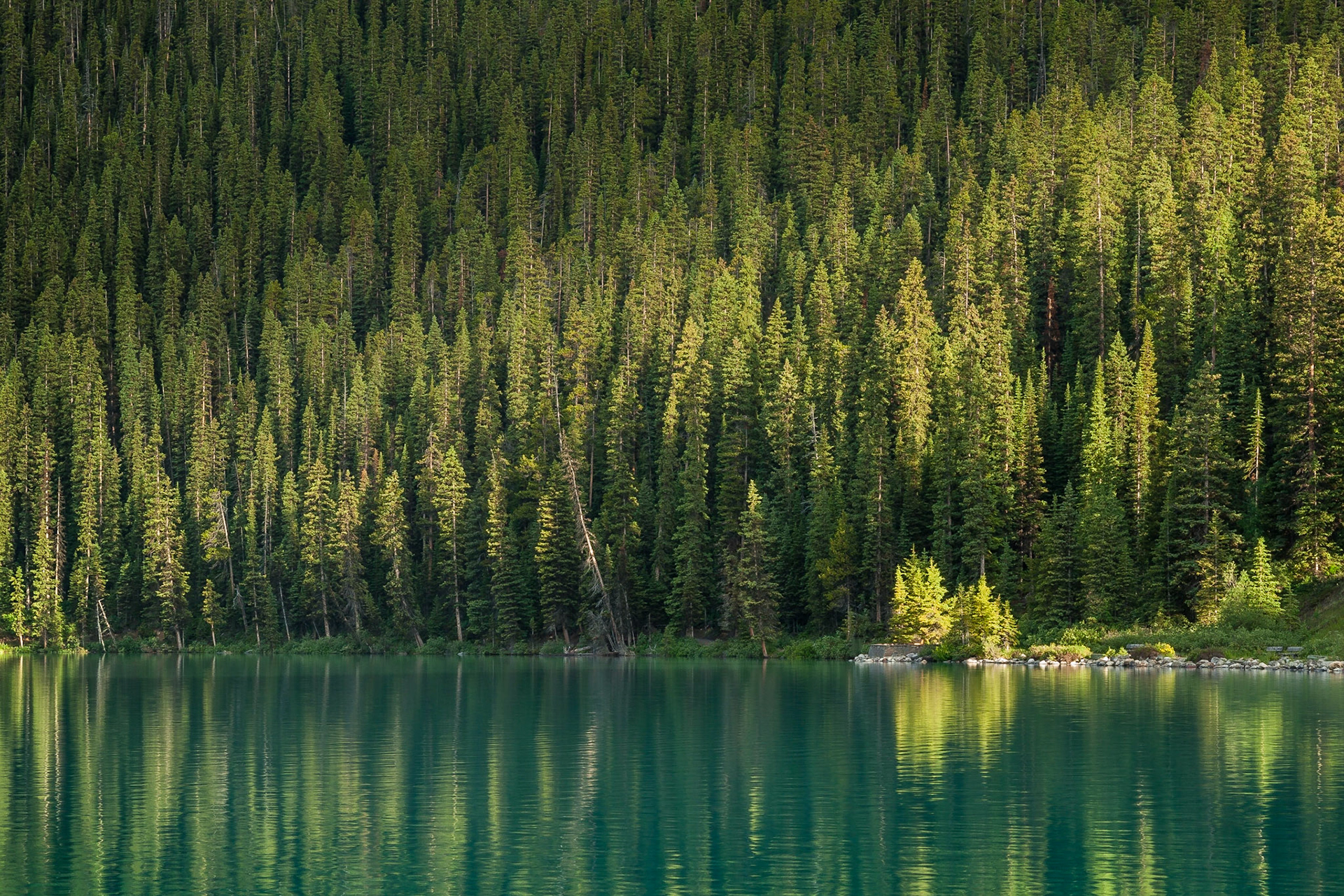 A swath of bright, early morning light cuts across the forested slopes leading down to the blue-green glacial waters of Lake Louise in Banff National Park, Alberta, Canada