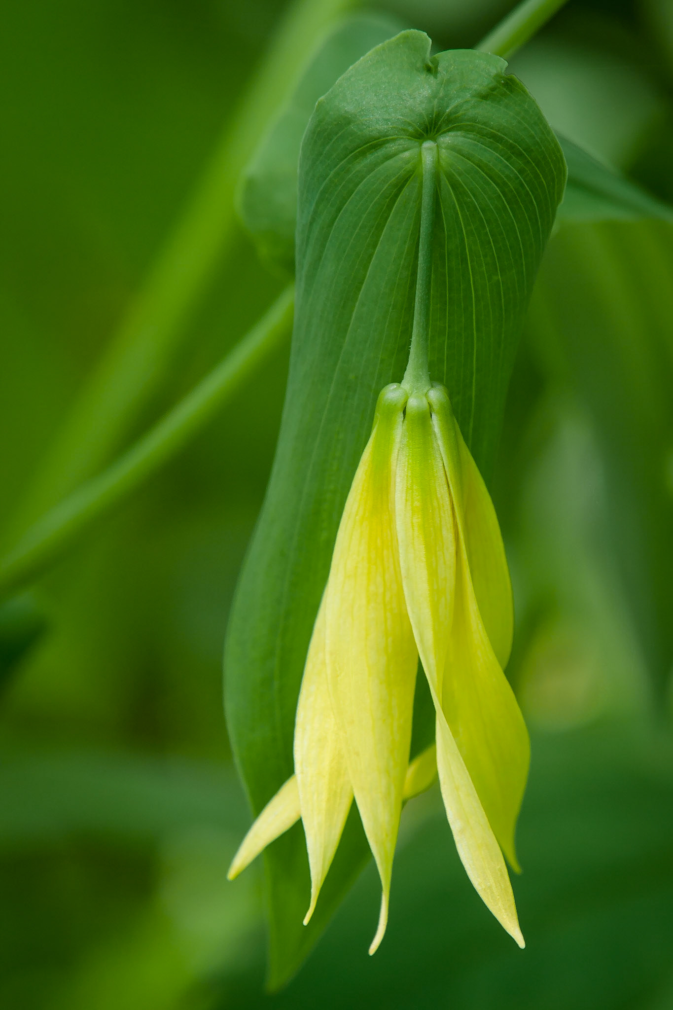 Large-flowered Bellwort