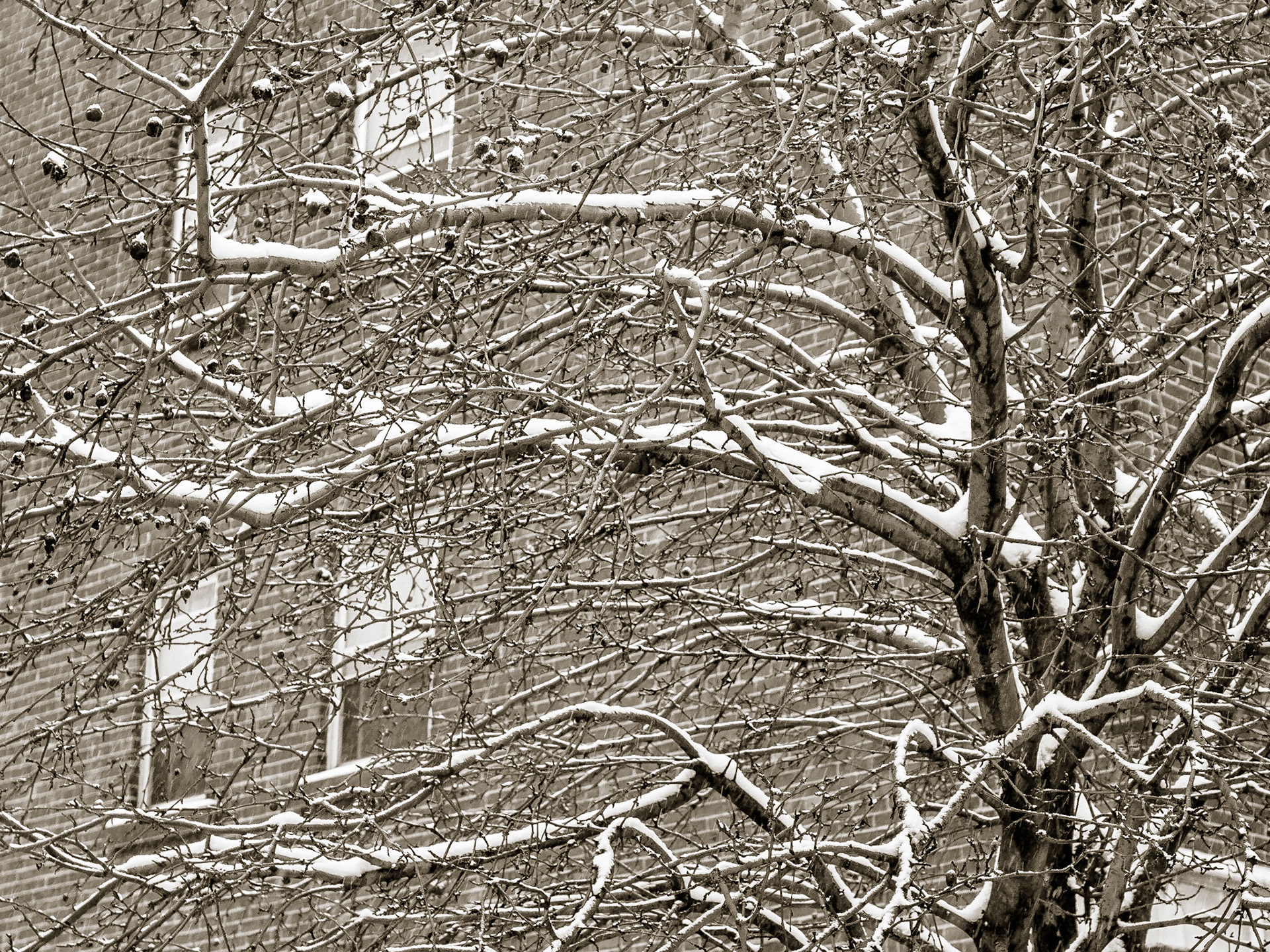 harsh-looking now-coverd crab tree in front of a brick apartment building.