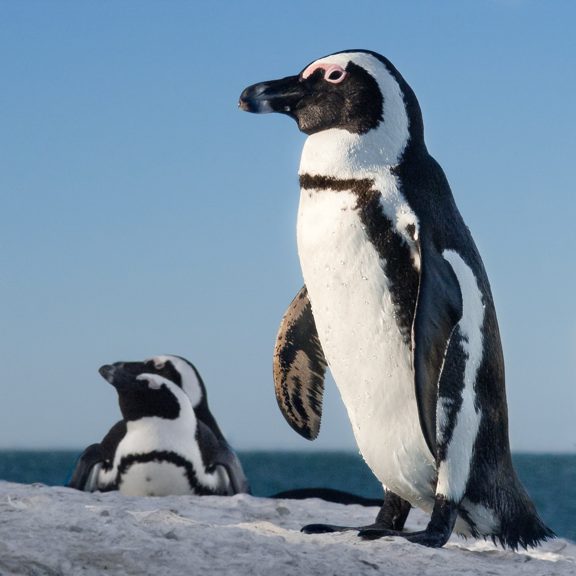 African Penguin, Wester Cape, South Africa
