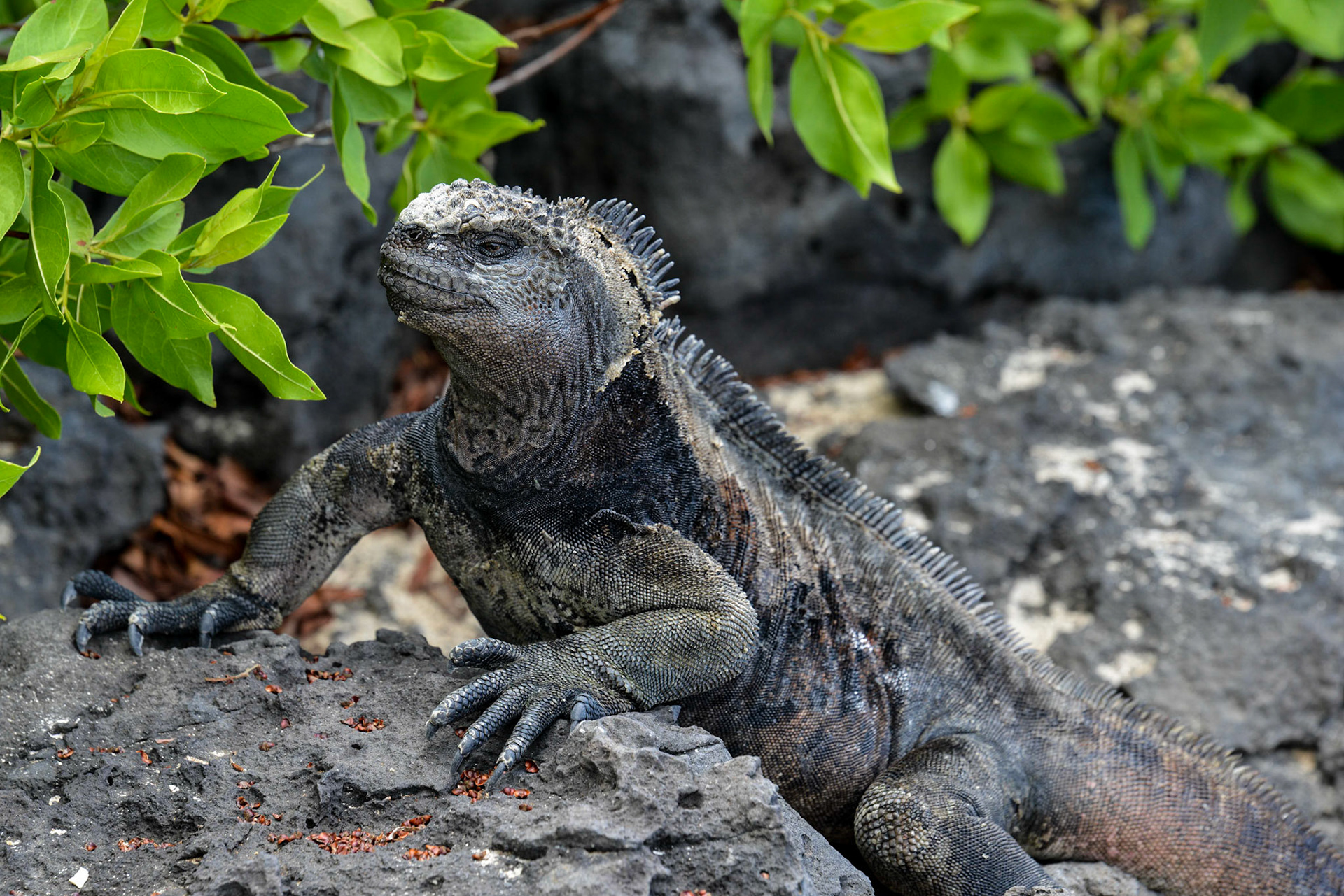 Marine Iquana (Amblrhynchus cristatus - Endemic), La Loberia, Isla San Cristóbal, Galápagos Islands, Ecuador