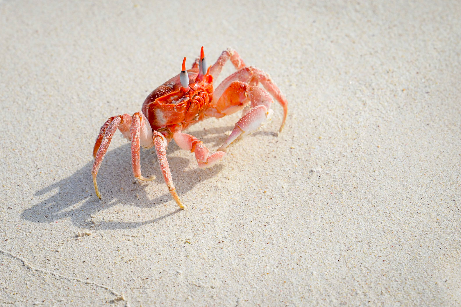 Day out snorkelling at Kicker Rock and Playa Cerro Brujo