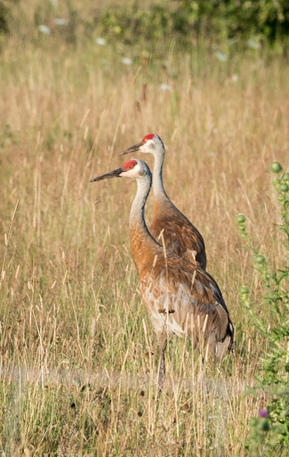Sandhill Cranes (Grus canadensis)