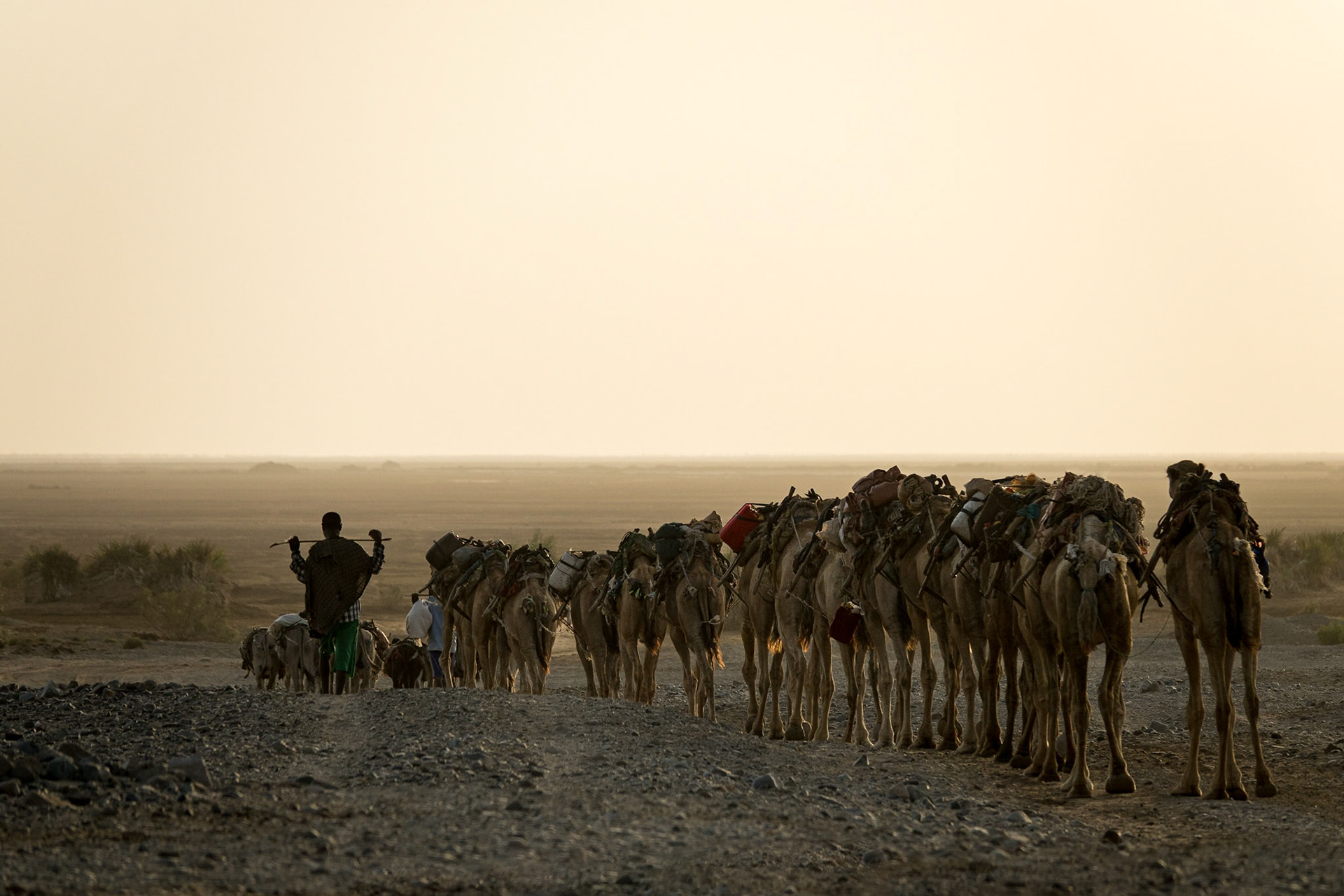 A camel train carrying packs of mined salt is lead by an Afari tribesman, across the Asale salt pan in Ethiopia’s Danakil Depression, the hottest, driest, most inhospitable place on Earth.