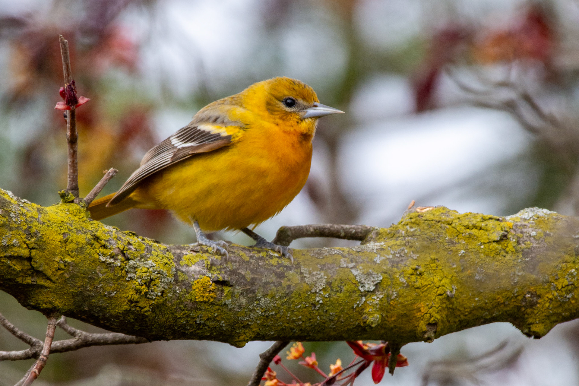 Baltimore Oriole, female (Icterus galbula)