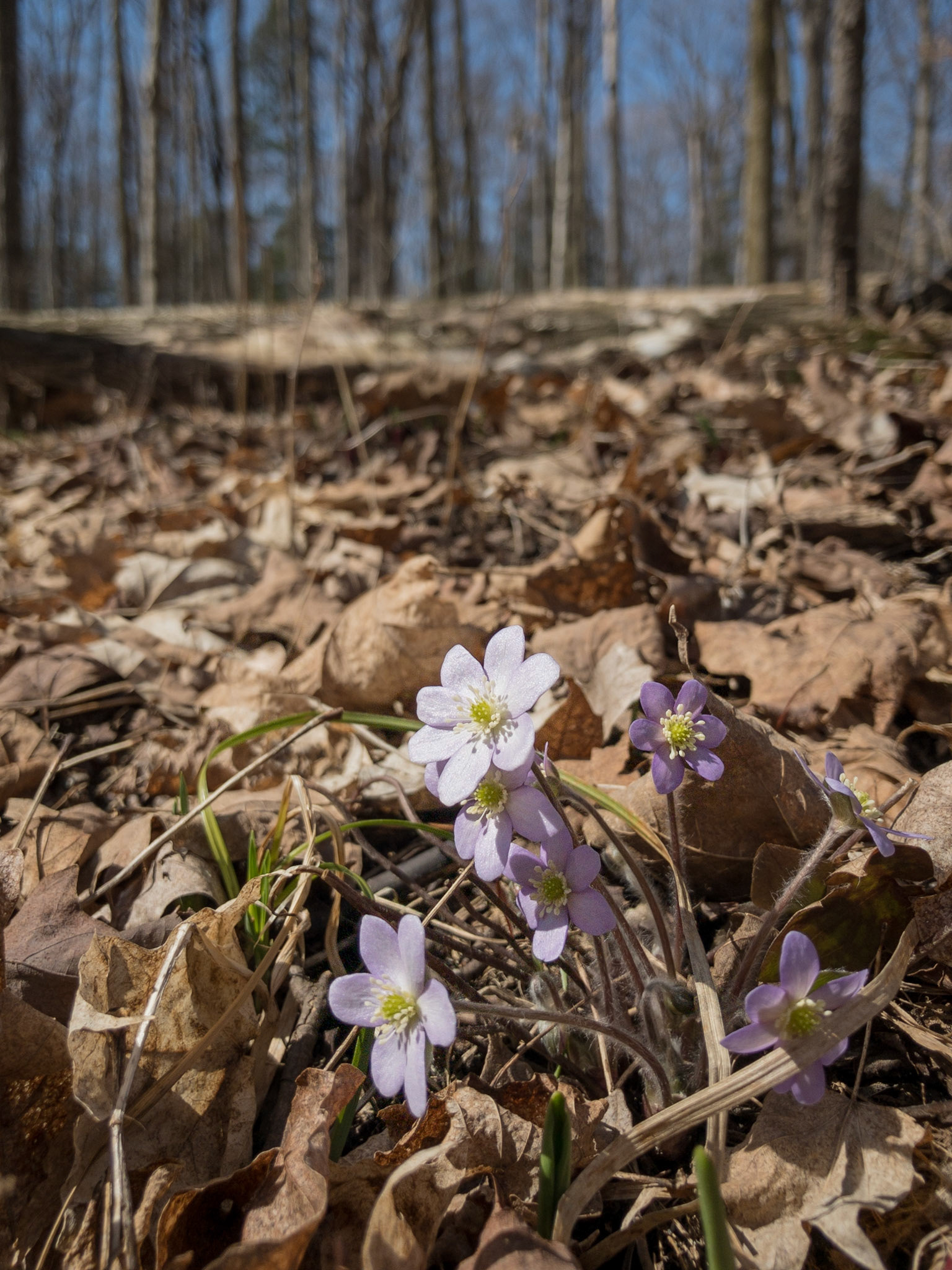Hepatica, Decisduous Forest, Spring