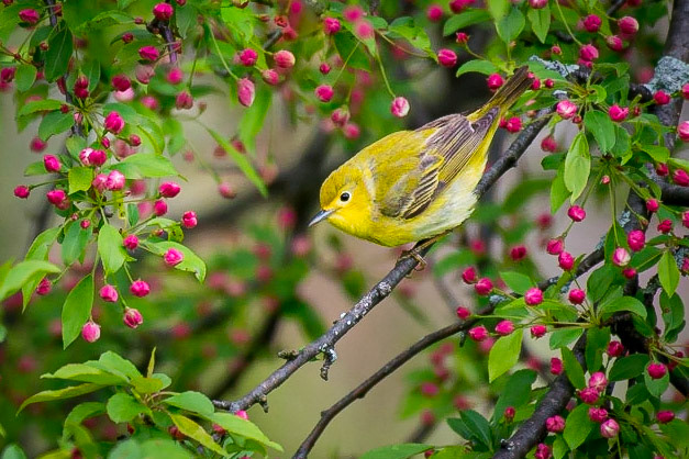 Close-up of a Yellow Warbler (Setophaga petechia) perching on a crab apple branch with bright pink buds