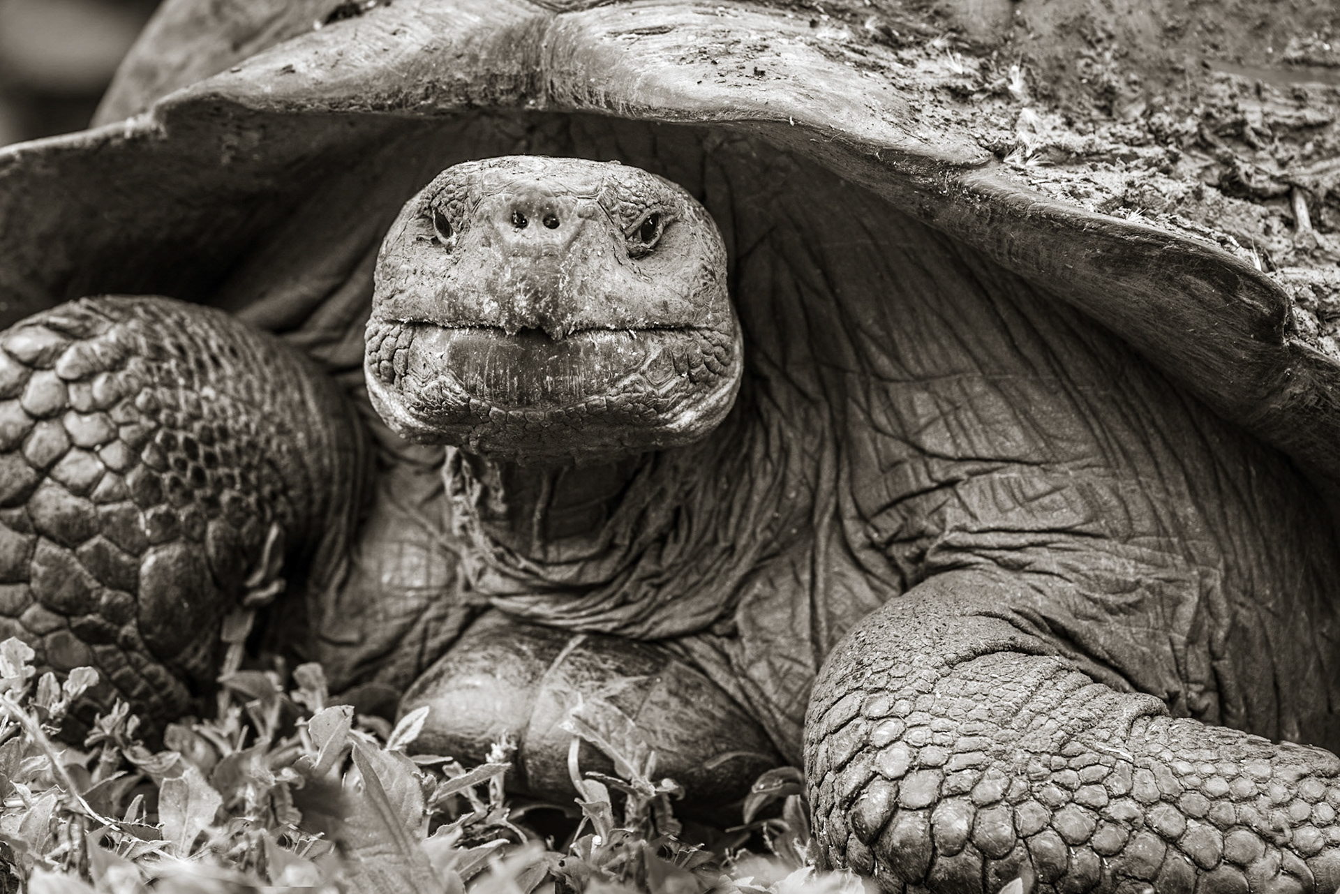 Rancho Manzanillo Tortoise Sanctuary, Isla Santa Cruz, Galápagos Islands, Ecuador