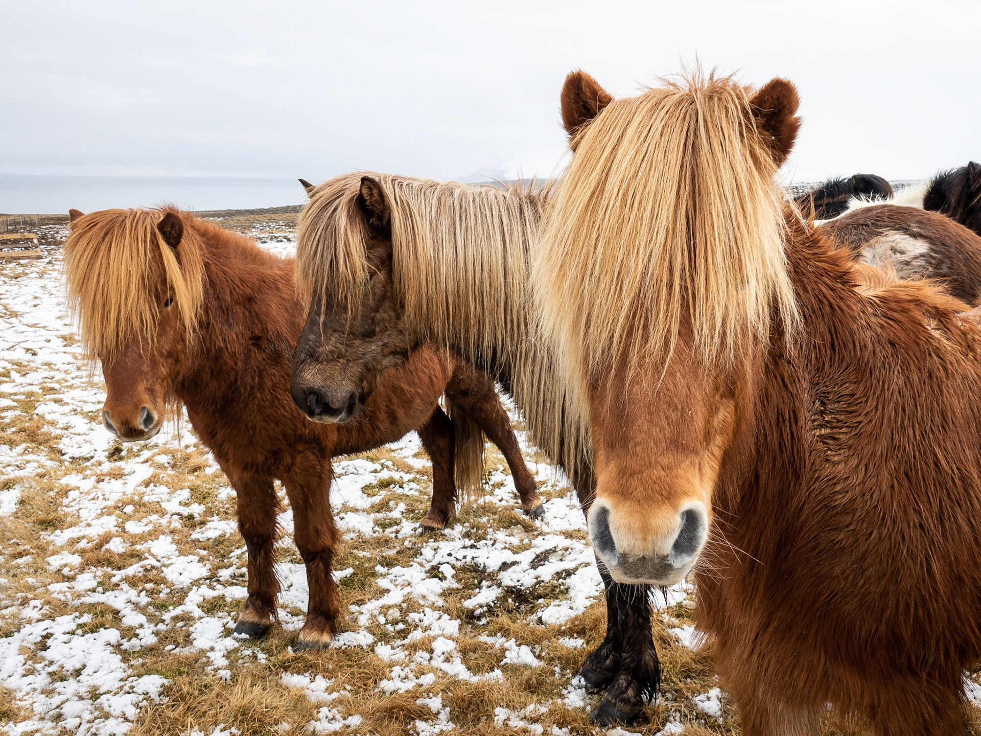 A group of three red-brown and blonde Icelandic horses pose for a portrait on the wintery and snow-covered fields.