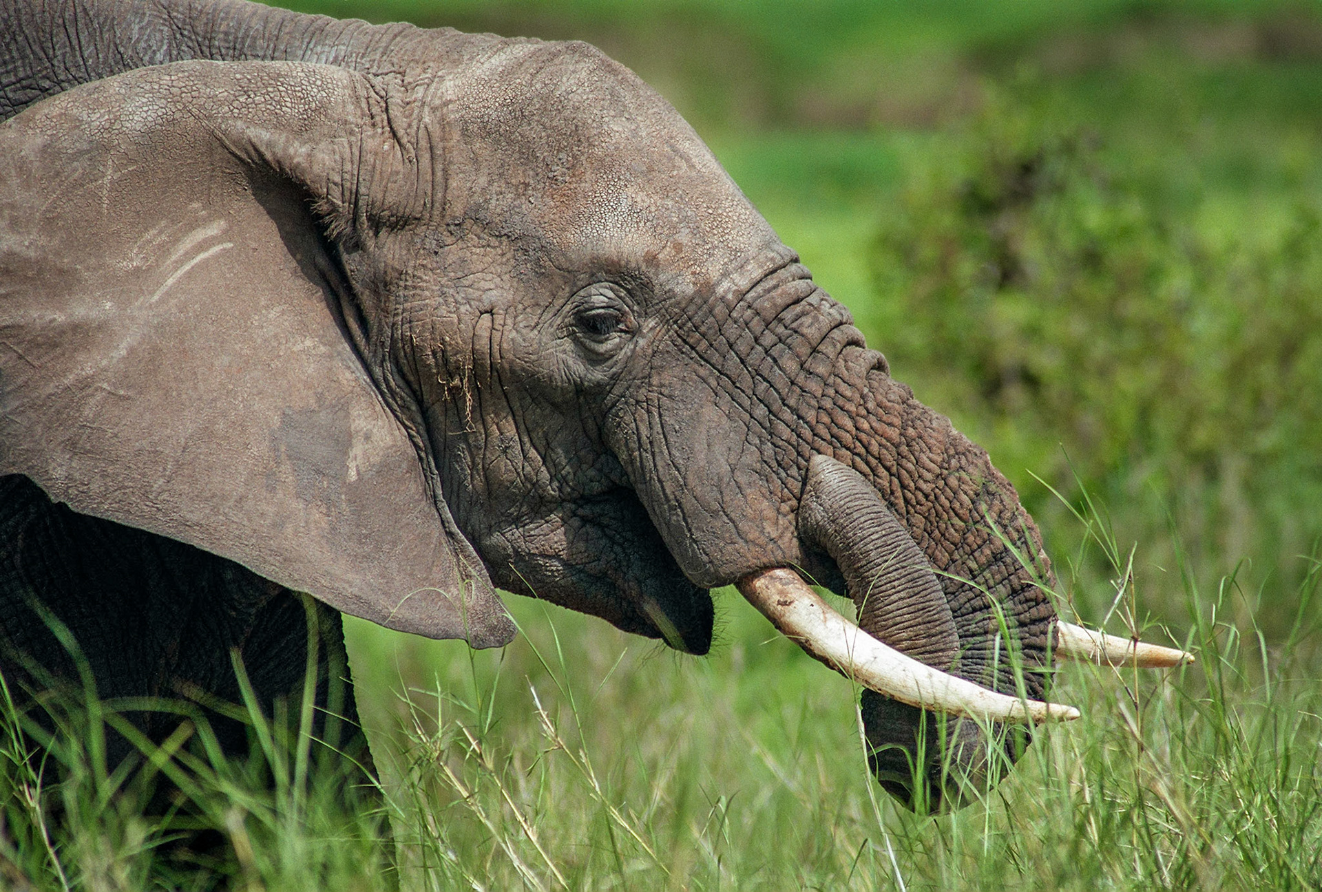 A teenage elephant with bright tusks is seen above the tall, green grasses of Tarangire National Park, Tanzania.
