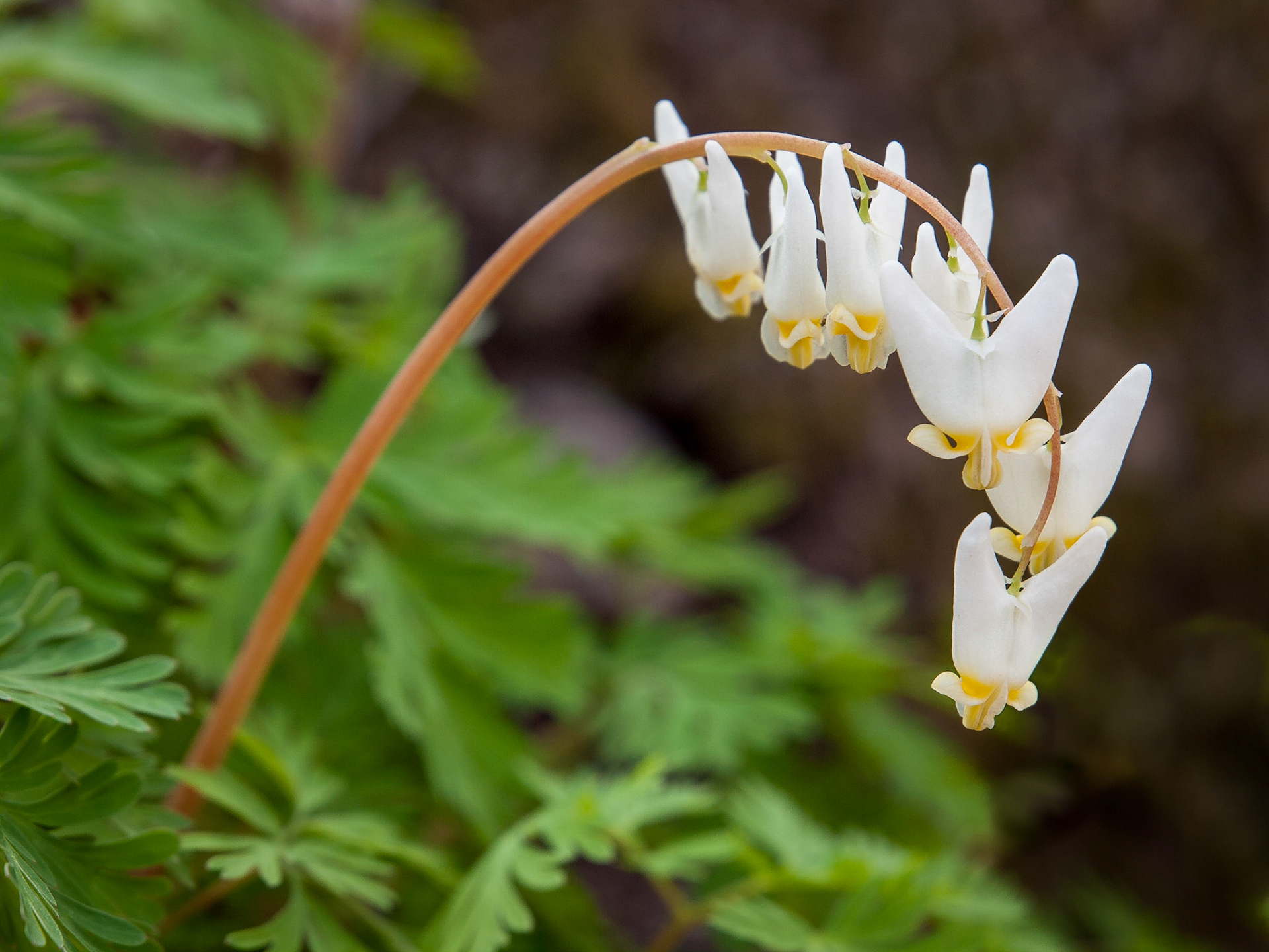An arc of Dutchman’s Breeches
