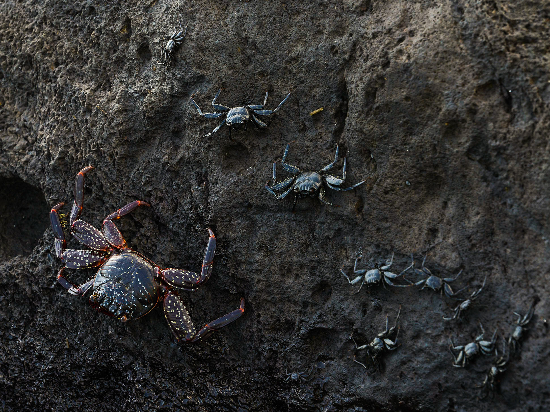 Sally Lightfoot Crabs (Grapsus grapsus), Mann Beach, Puerto Baquerizo Moreno, Isla San Cristóbal, Galápagos Islands, Ecuador