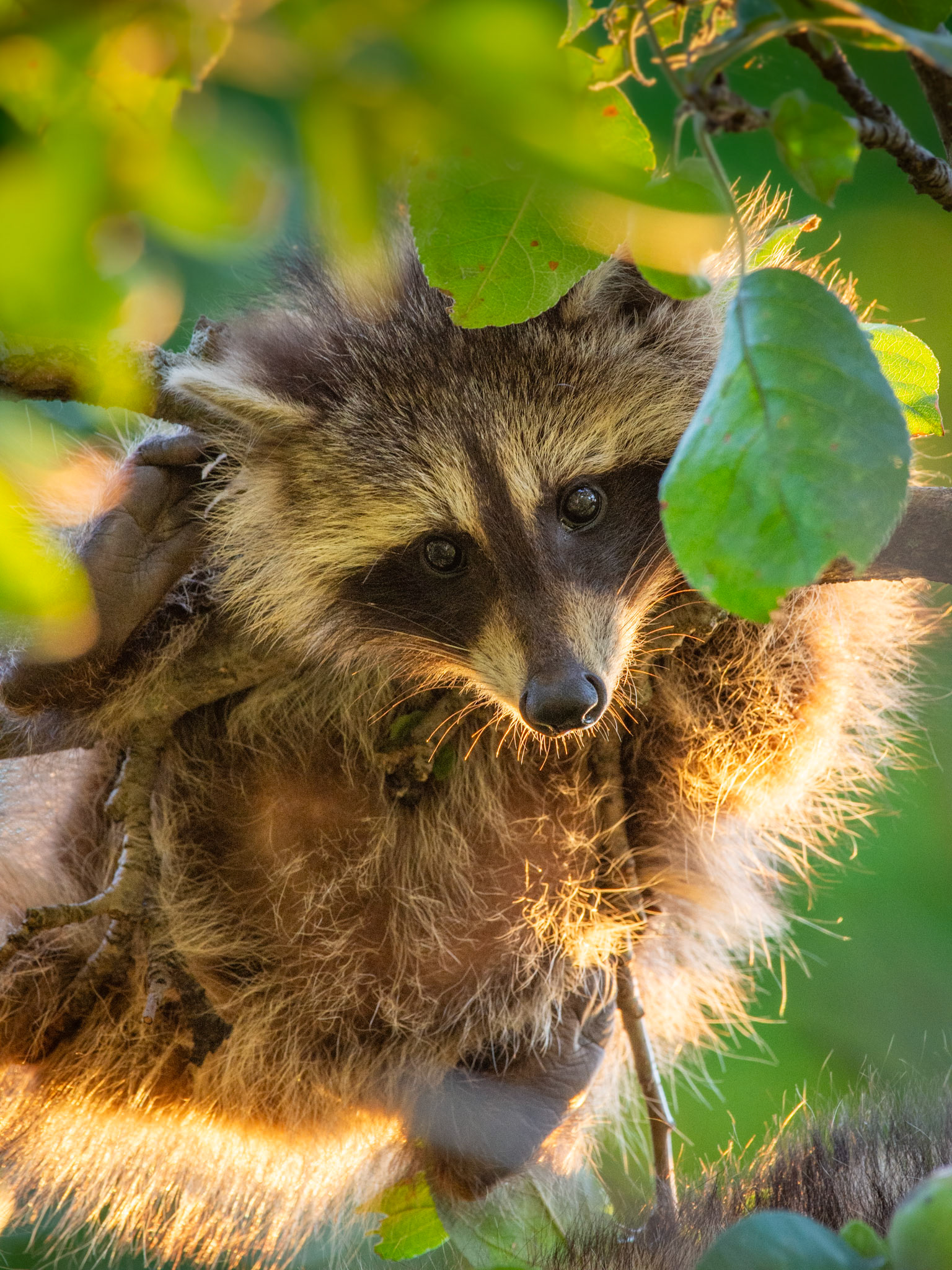 A young racoon with a mischievous look on its face, sits in a tree, partially obscured by green foliage, lit by the warmth of the evening sun.