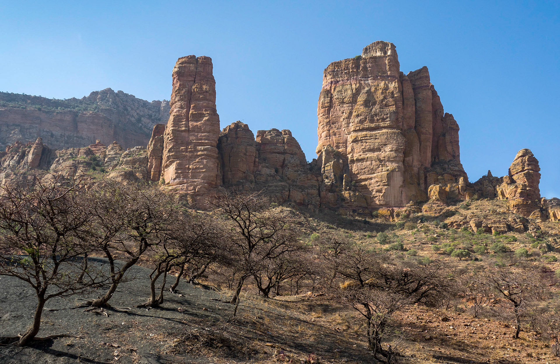 An orchard-like group of trees, bare of leaf in the dry season, stand below Gher'Alta, Tigray, Ethiopia