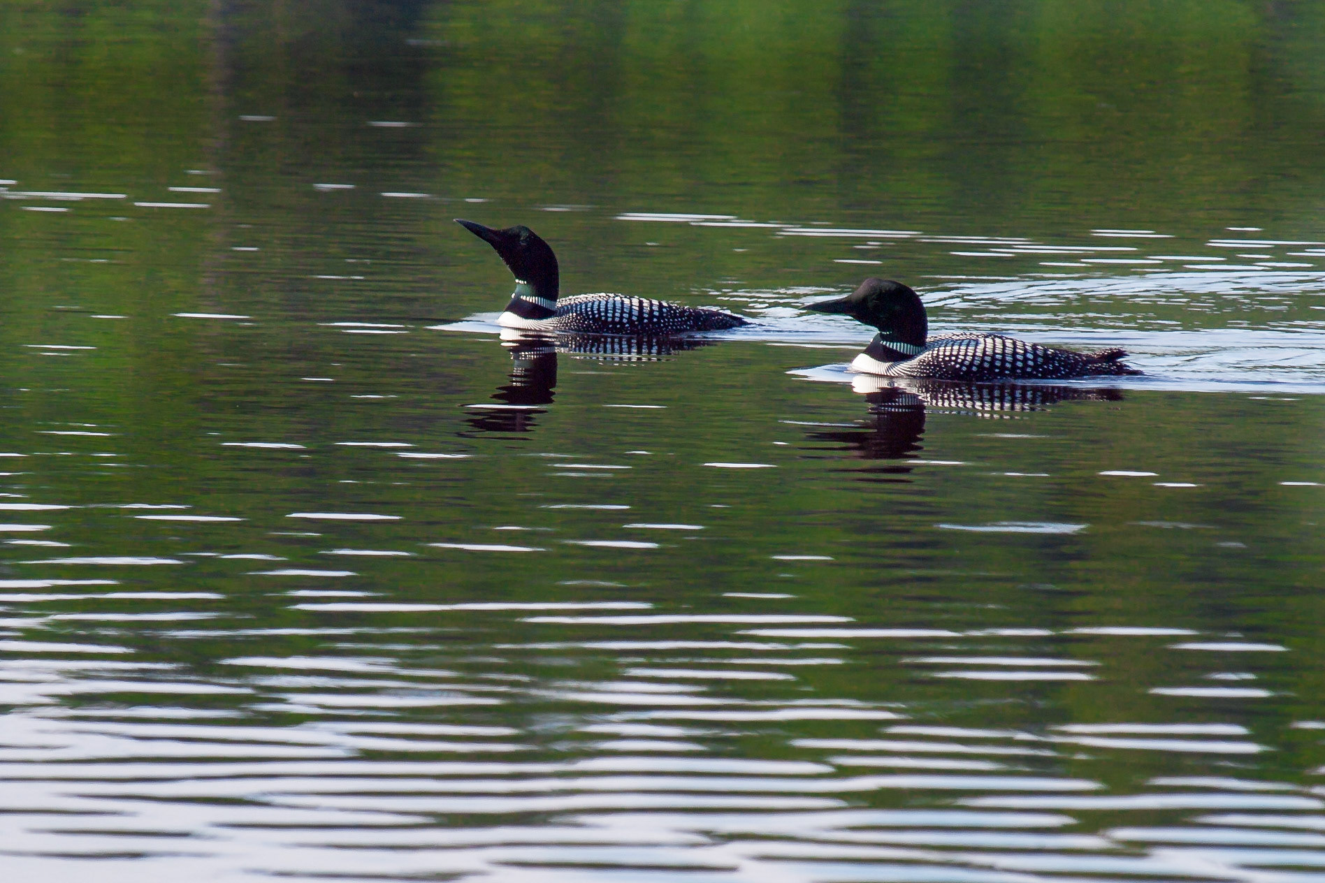Loons, Algonquin Provincial Park