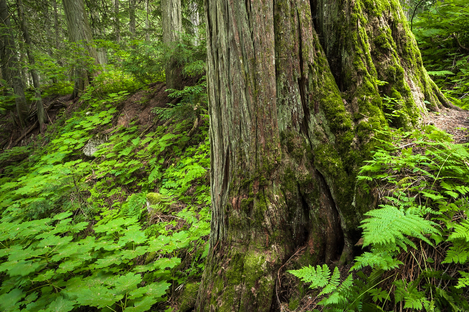 Giant Cedars, Mount Revelstoke National Park, BC