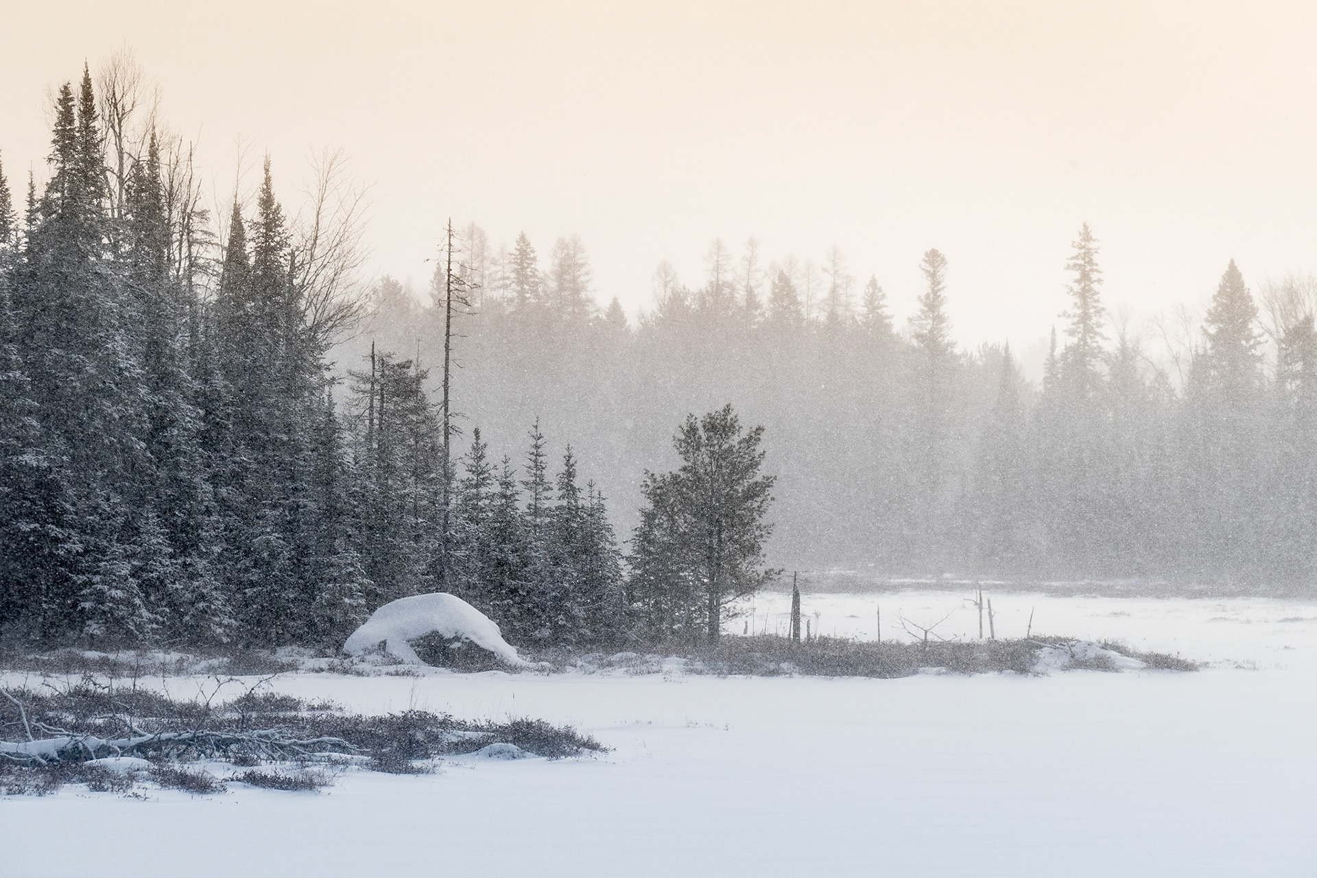 A lone beaver lodge sits admist tall spruce trees in the bay of a marsh in the soft, w arm morning light filtered through a snow squall.